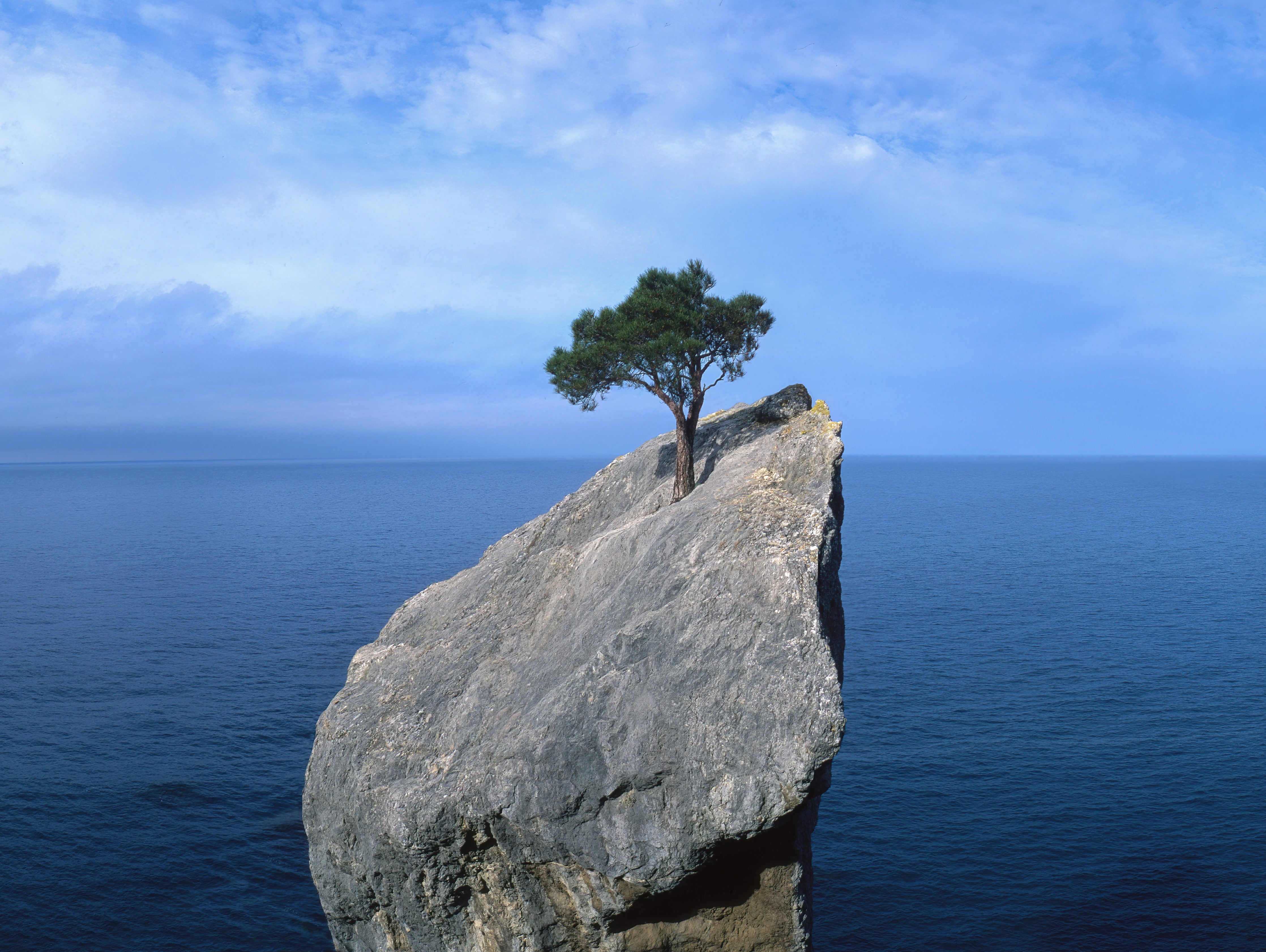 WC-Rückwand-Baum auf Felsen im Meer