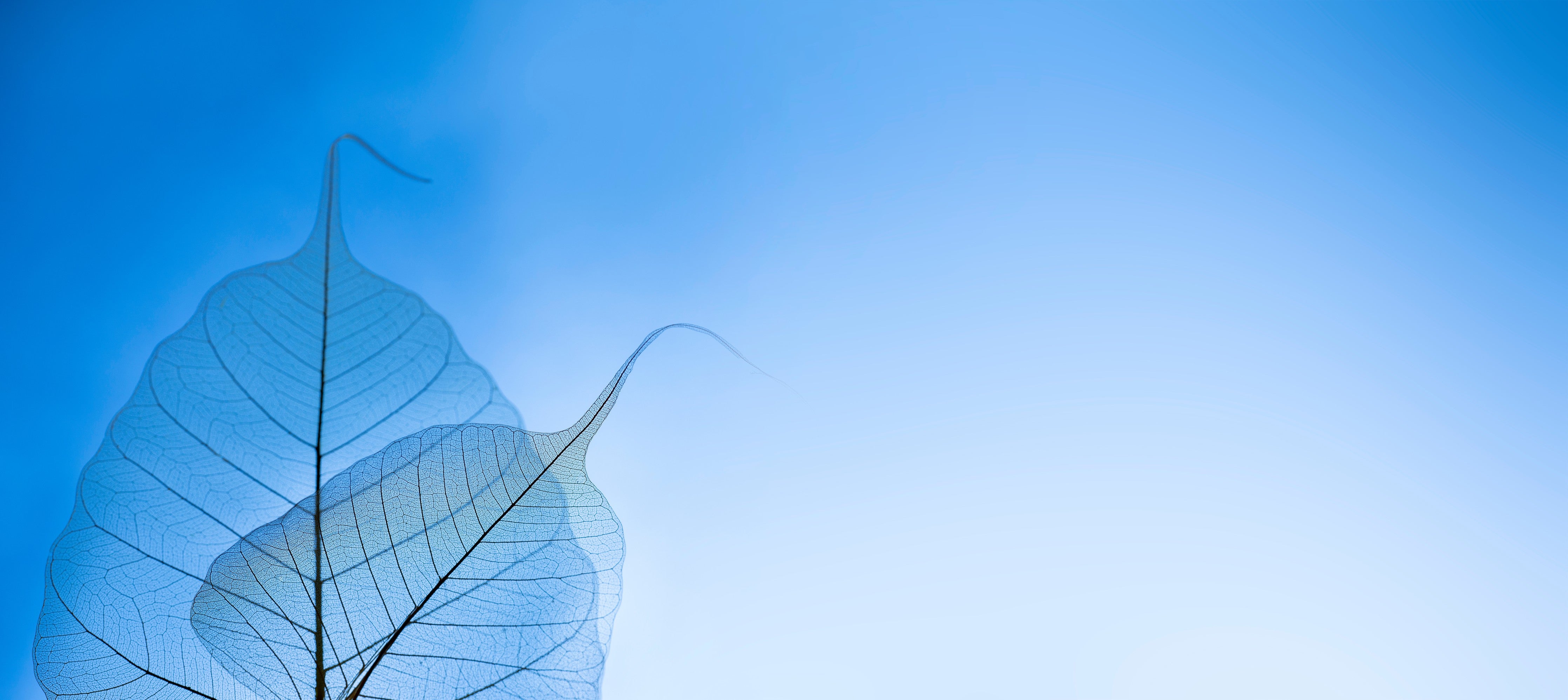 WC-Rückwand-Filigrane Blätter vor blauem Himmel