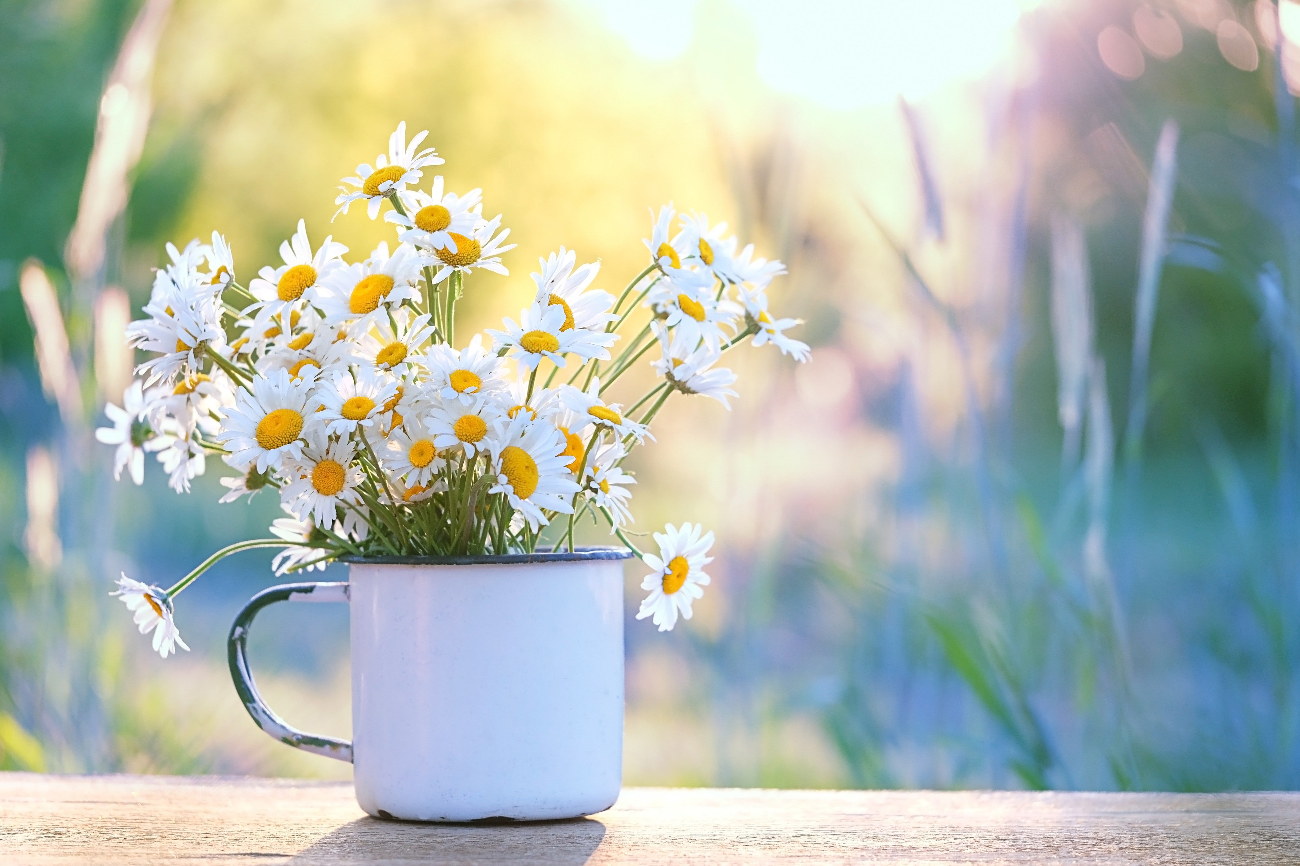 WC-Rückwand-Gänseblümchen im Sonnenlicht – Blumen Tasse