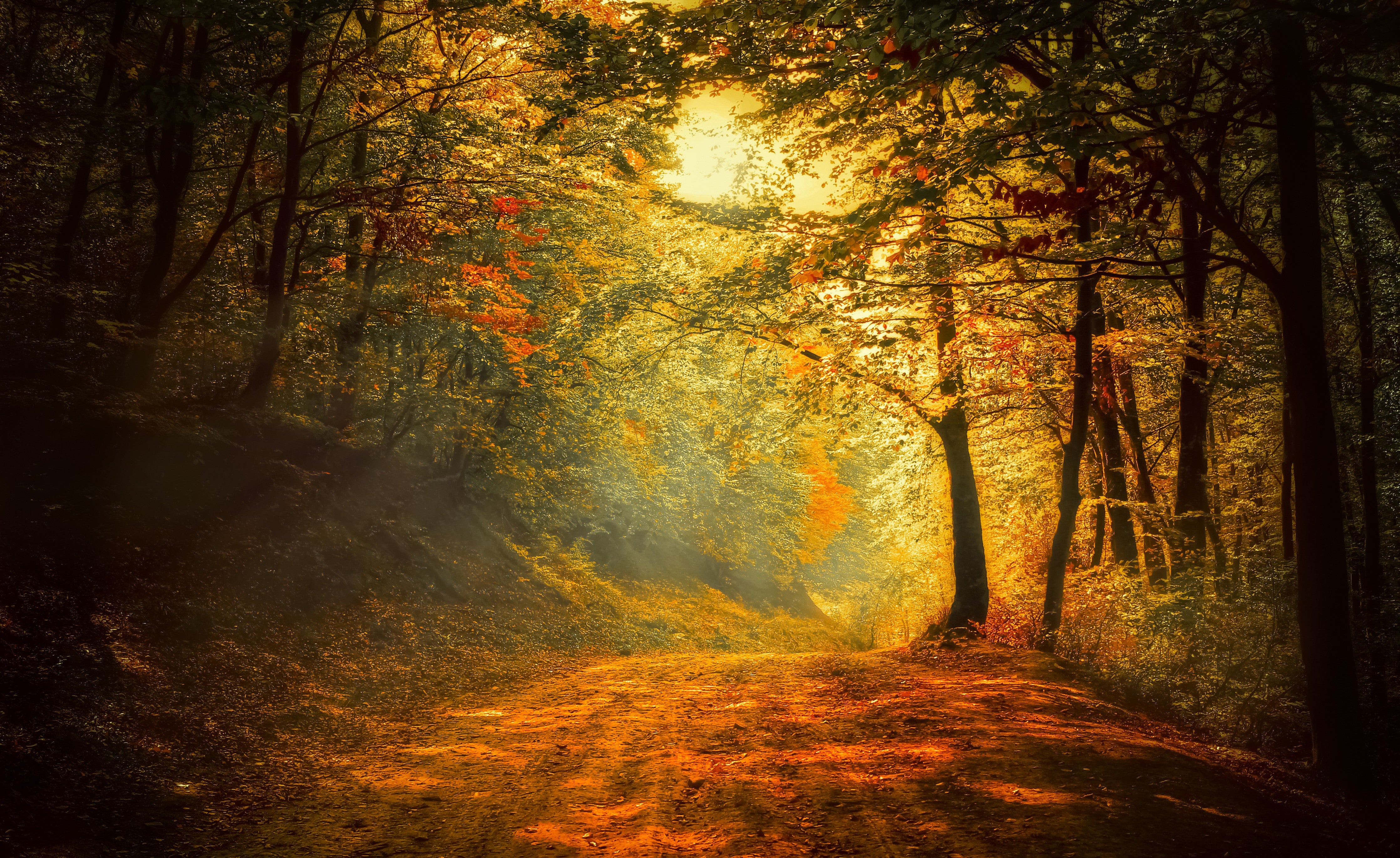 WC-Rückwand-Herbstlicher Waldweg mit Sonnenlicht