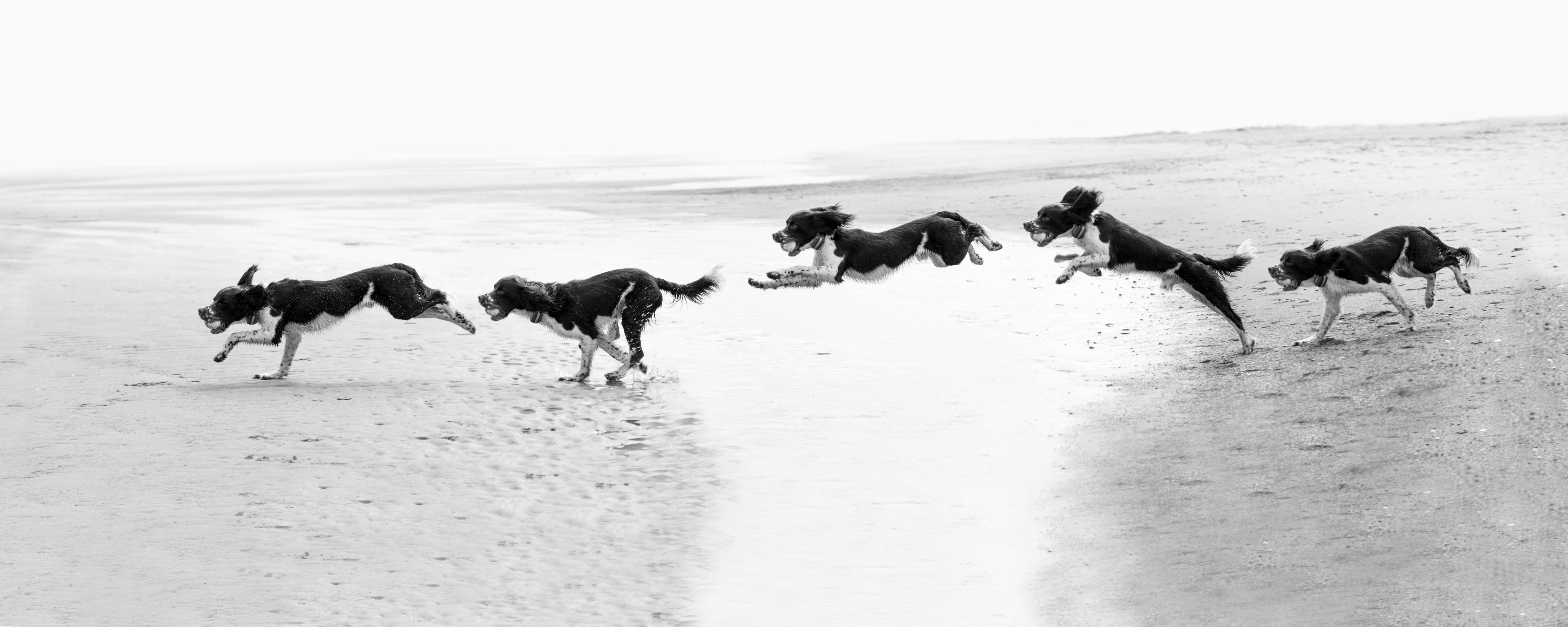 WC-Rückwand-Hunde am Strand Schwarz-Weiß
