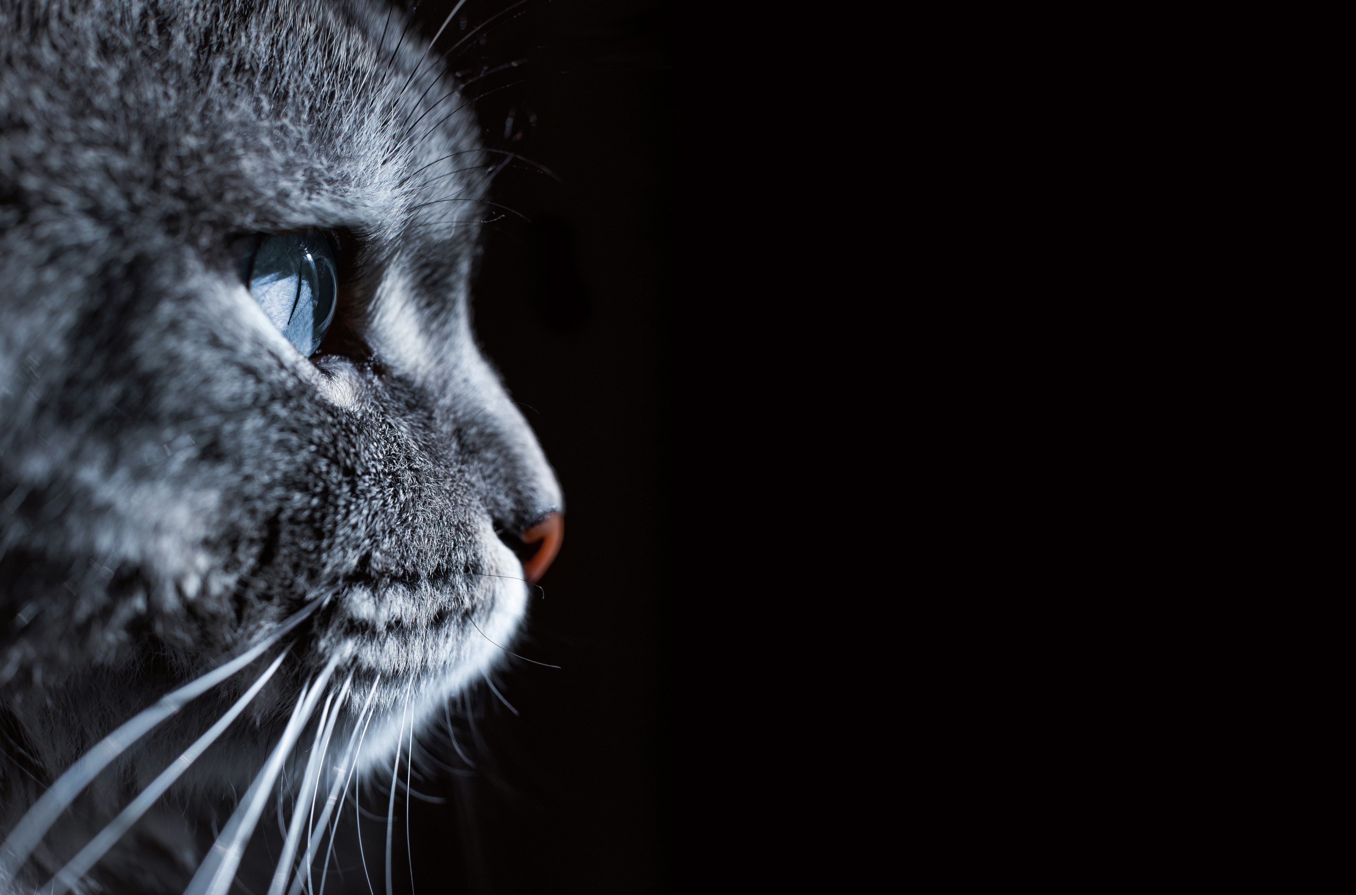 WC-Rückwand-Katzenprofil – Graue Katze mit blauem Auge