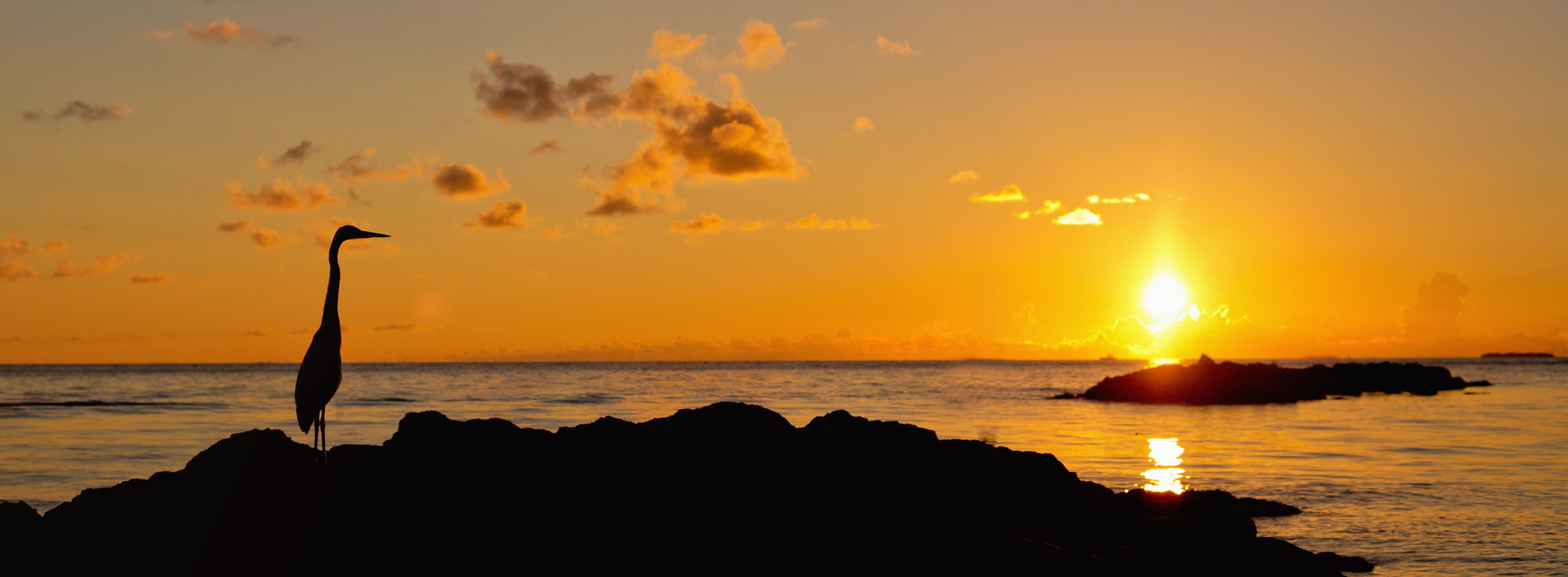 WC-Rückwand-Kranich bei Sonnenuntergang am Meer
