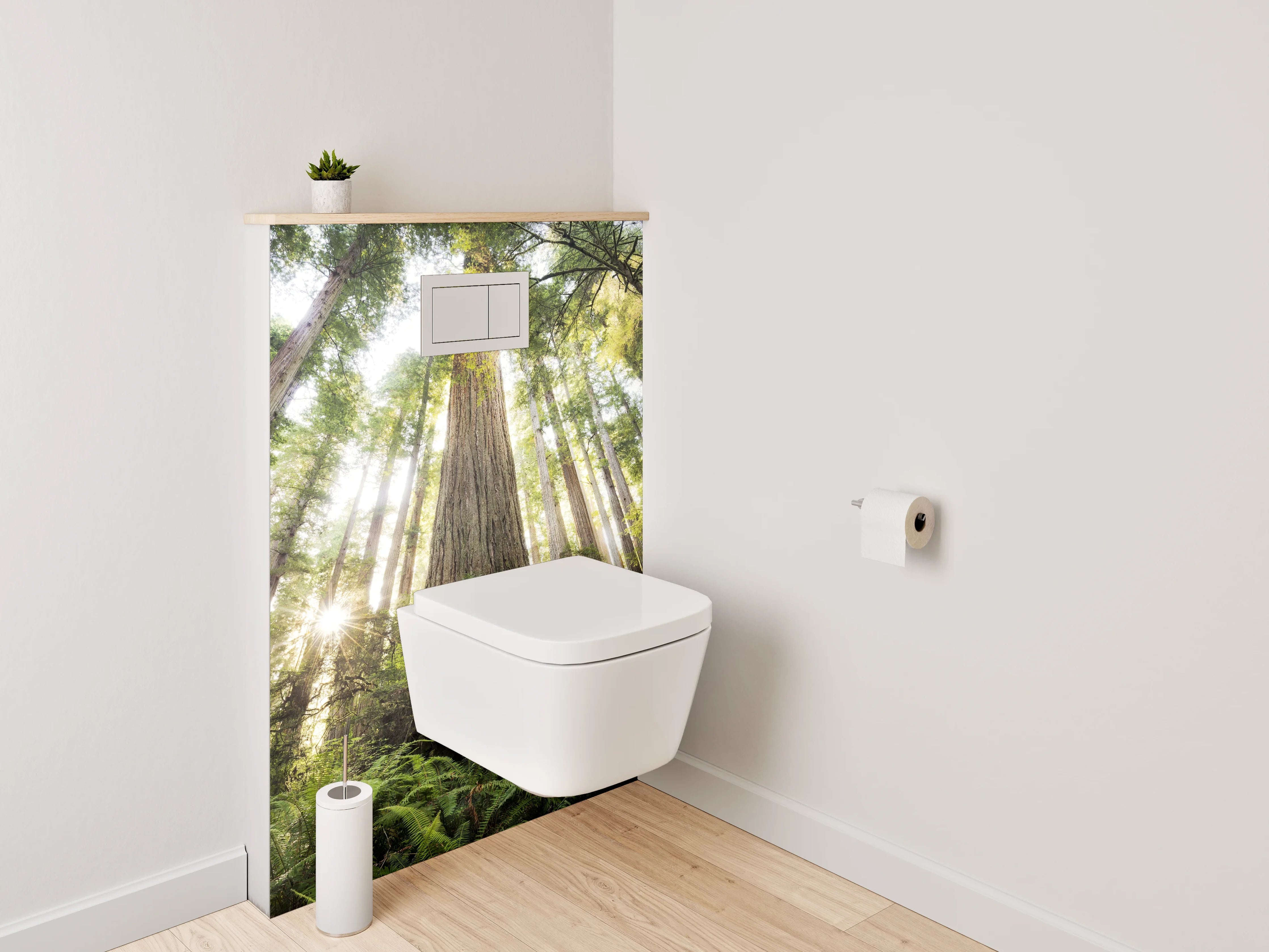 WC-Rückwand - Majestätische Redwood-Bäume im Sonnenlicht