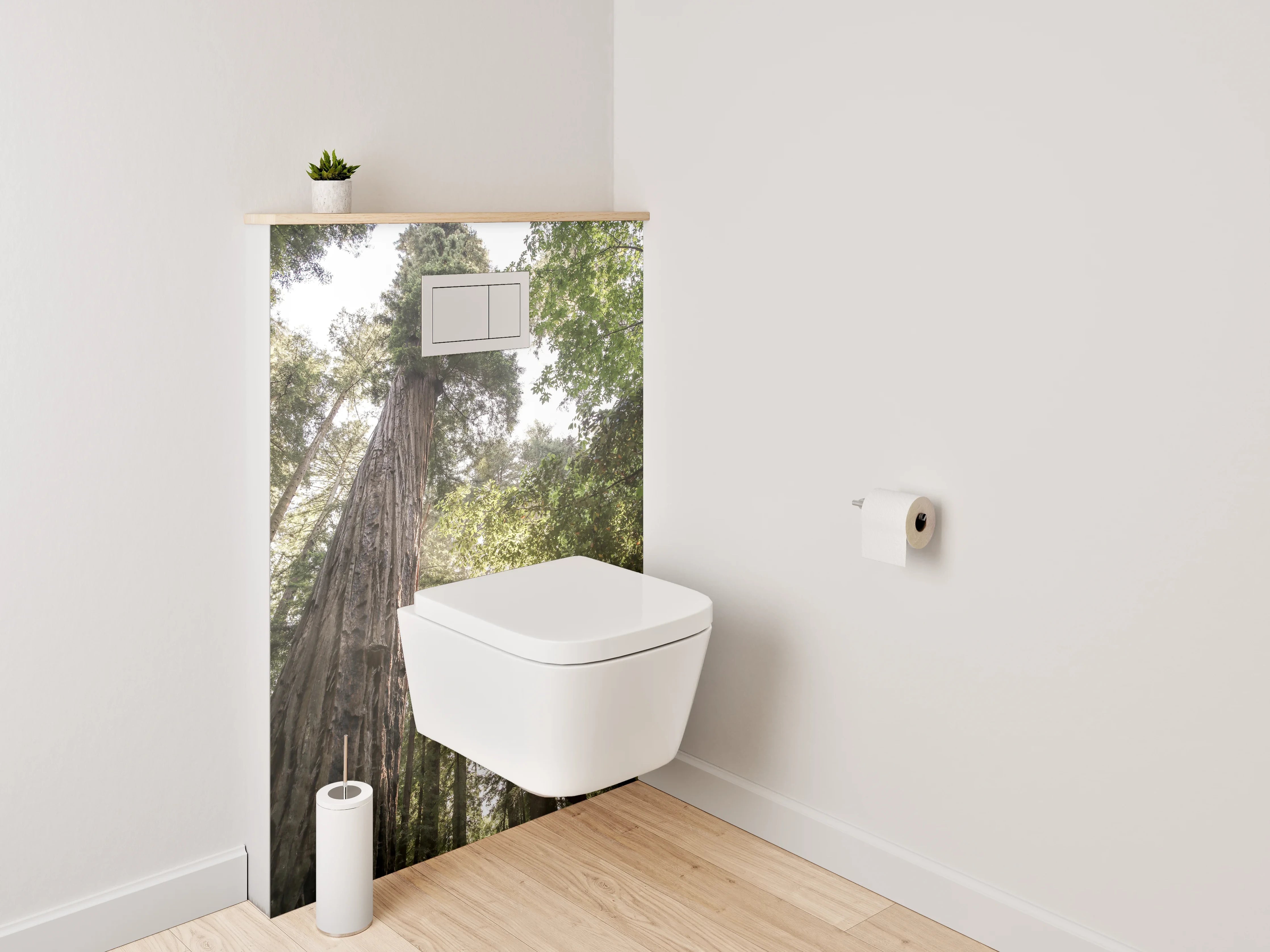WC-Rückwand - Majestätische Redwoods im Sonnenlicht