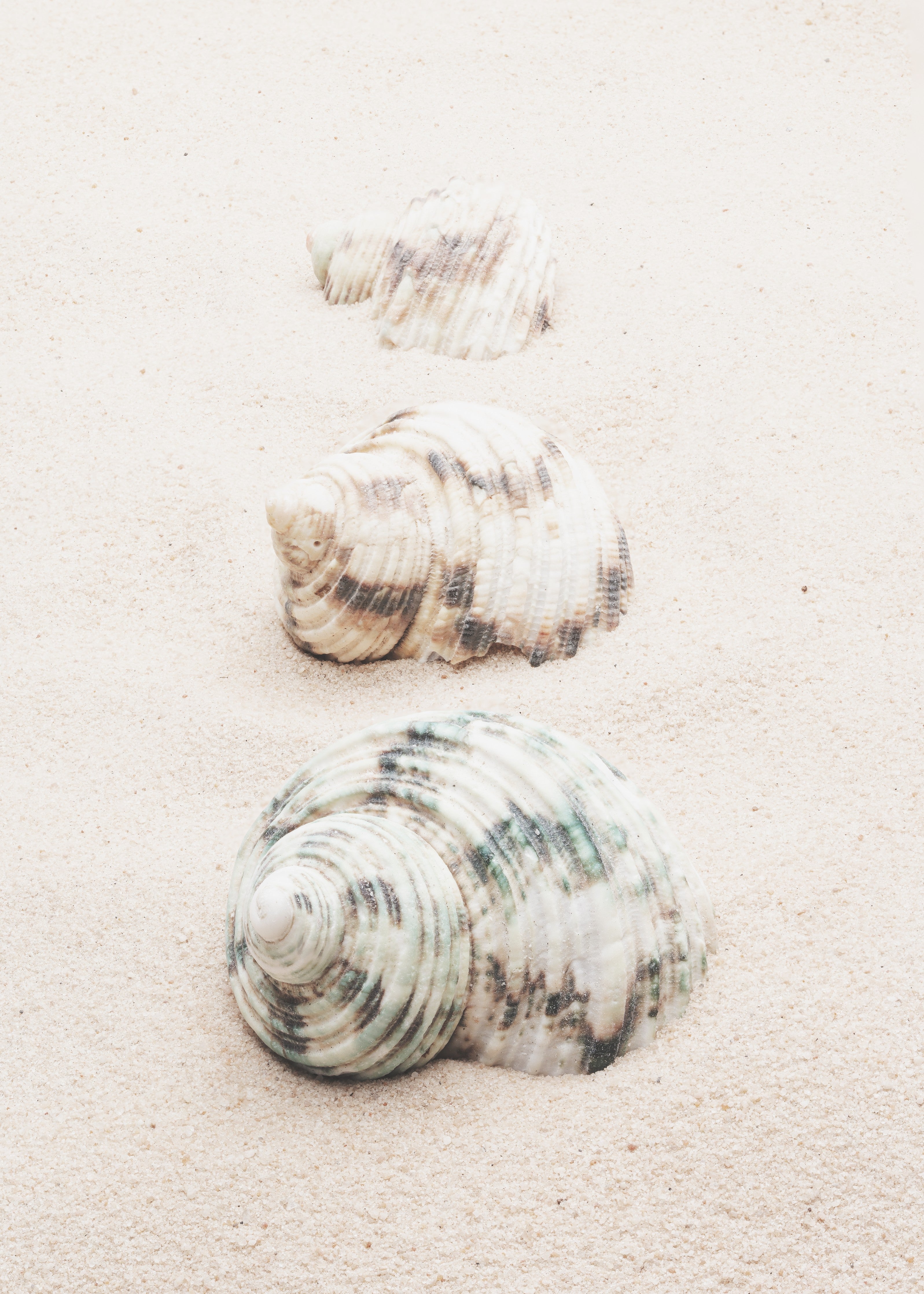 WC-Rückwand-Muschelmuster auf weißem Sand