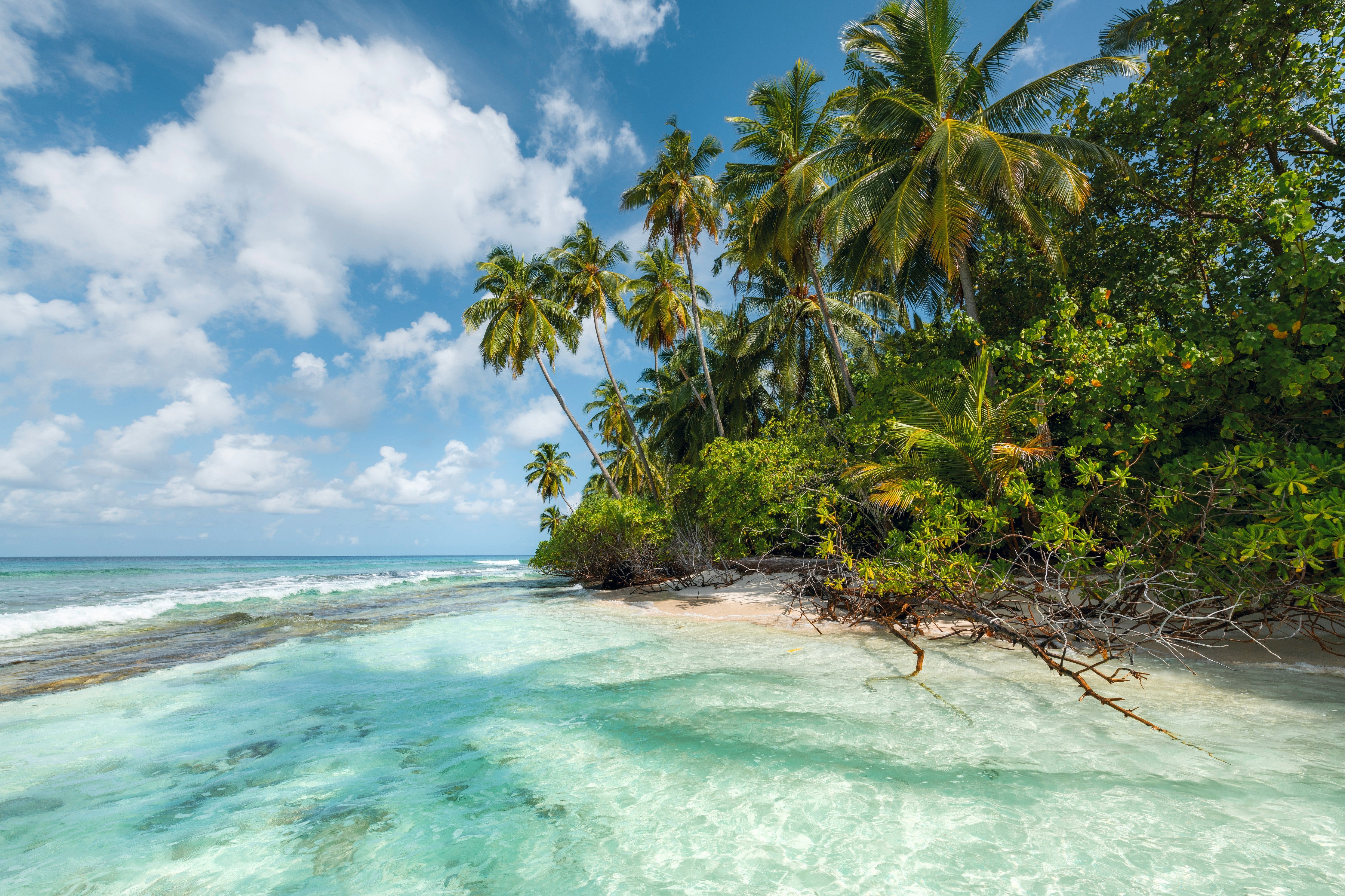 WC-Rückwand-Paradiesischer Palmenstrand und türkisblaues Meer