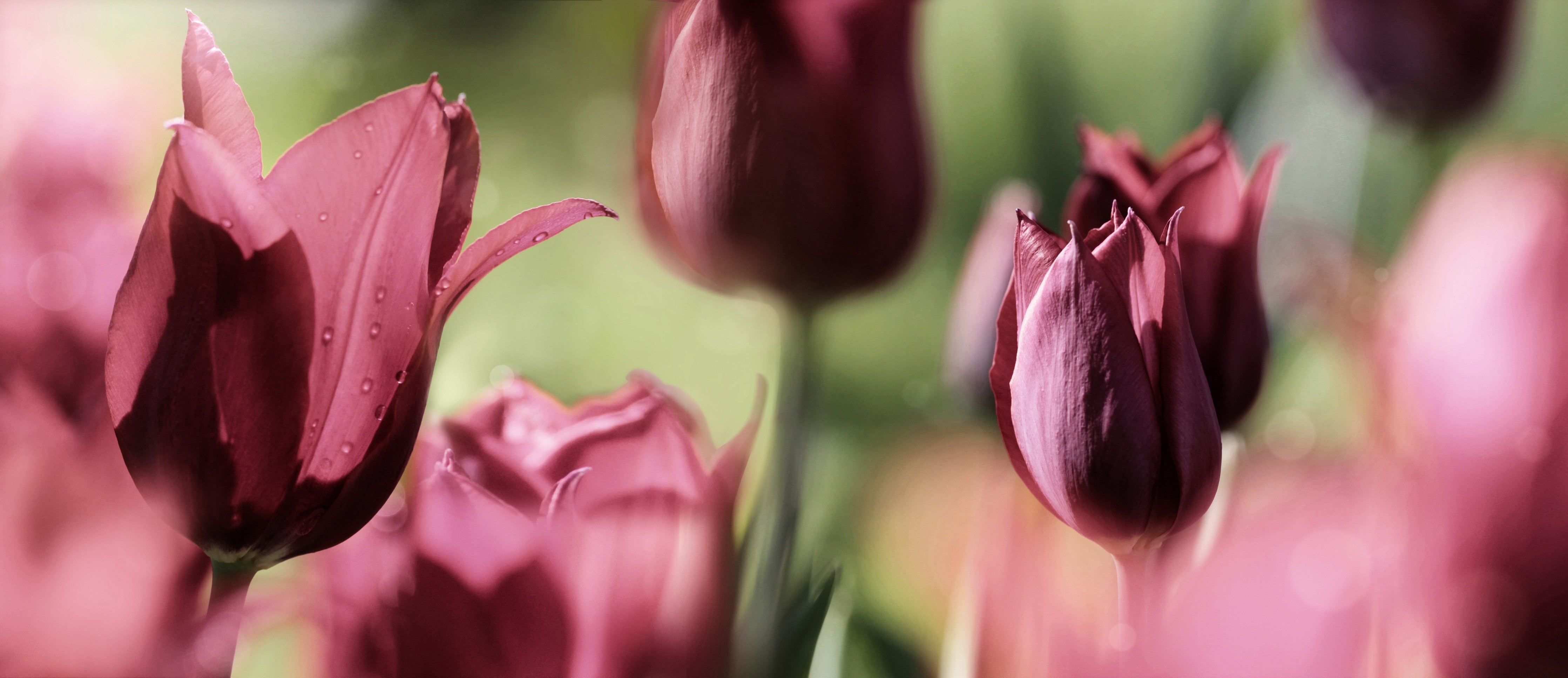 WC-Rückwand-Romantische Tulpenblüten – Fotomotiv