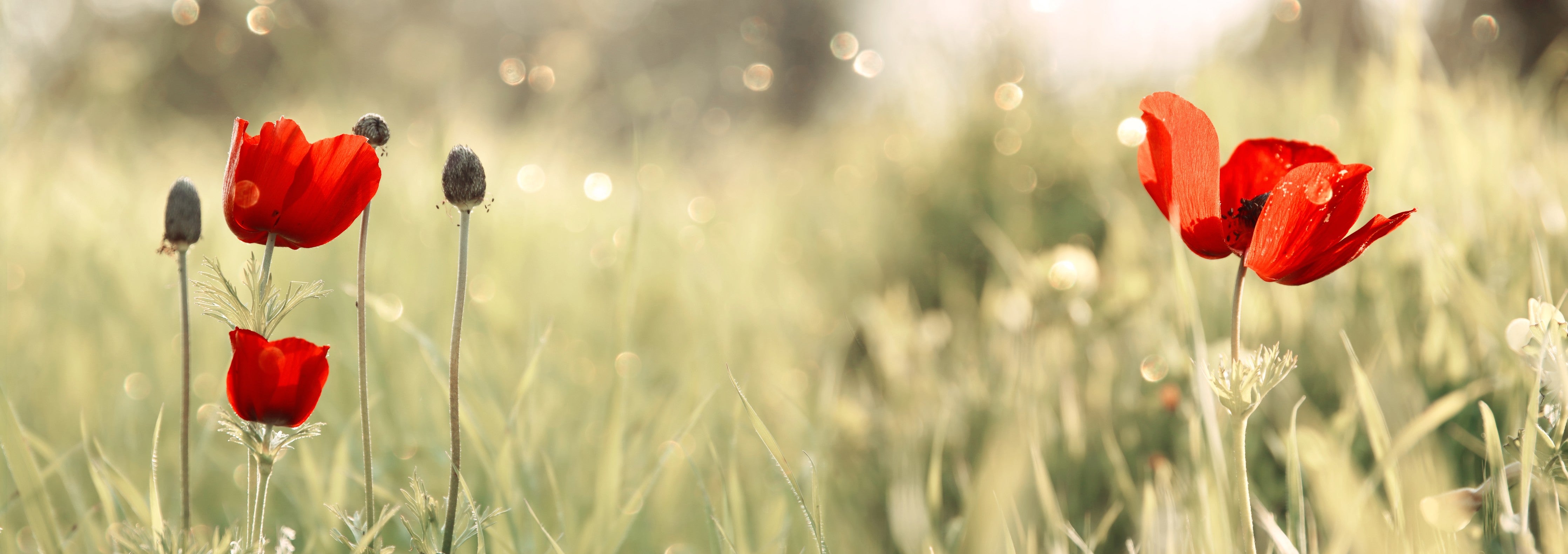 WC-Rückwand-Rote Mohnblumen auf Sommerwiese