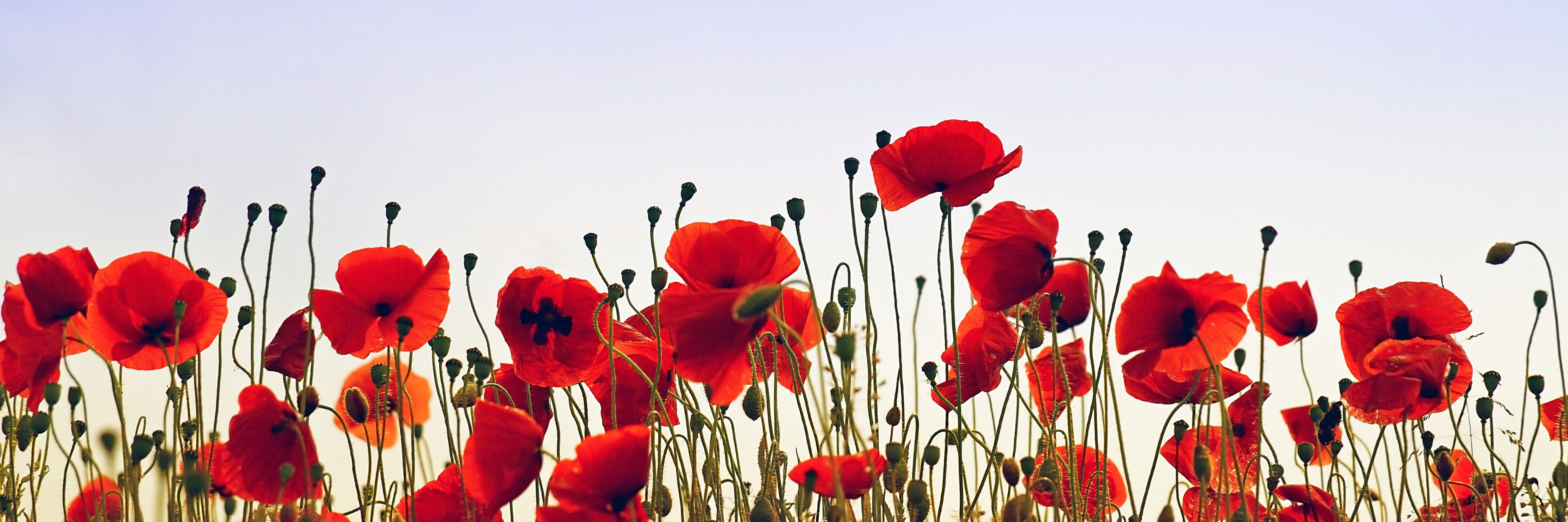 WC-Rückwand-Rote Mohnblumen vor hellem Himmel