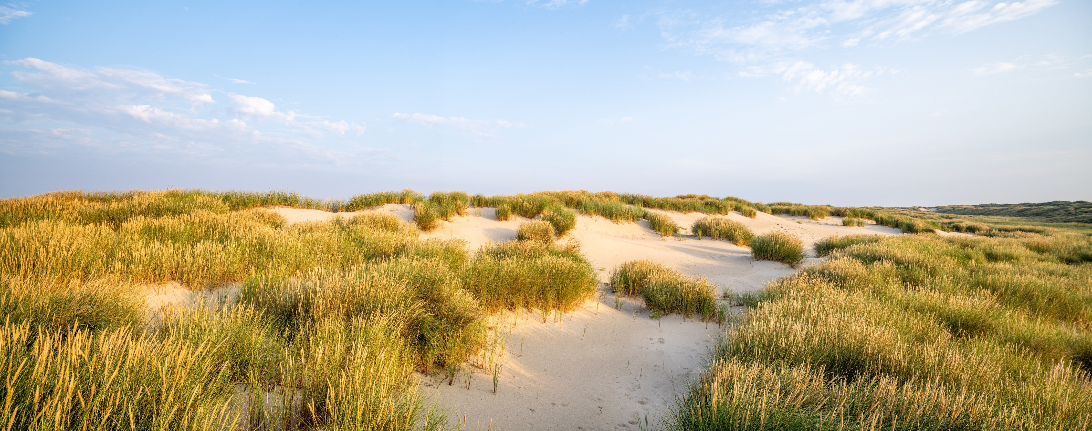 WC-Rückwand-Sanddünen mit Strandgras im Sonnenlicht