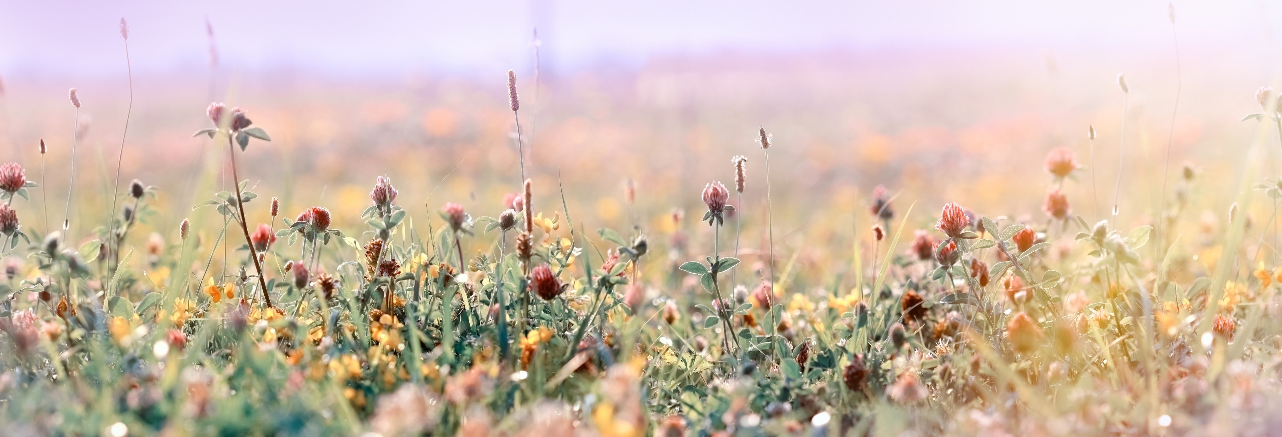 WC-Rückwand-Sanfte Wildblumenwiese im Morgenlicht