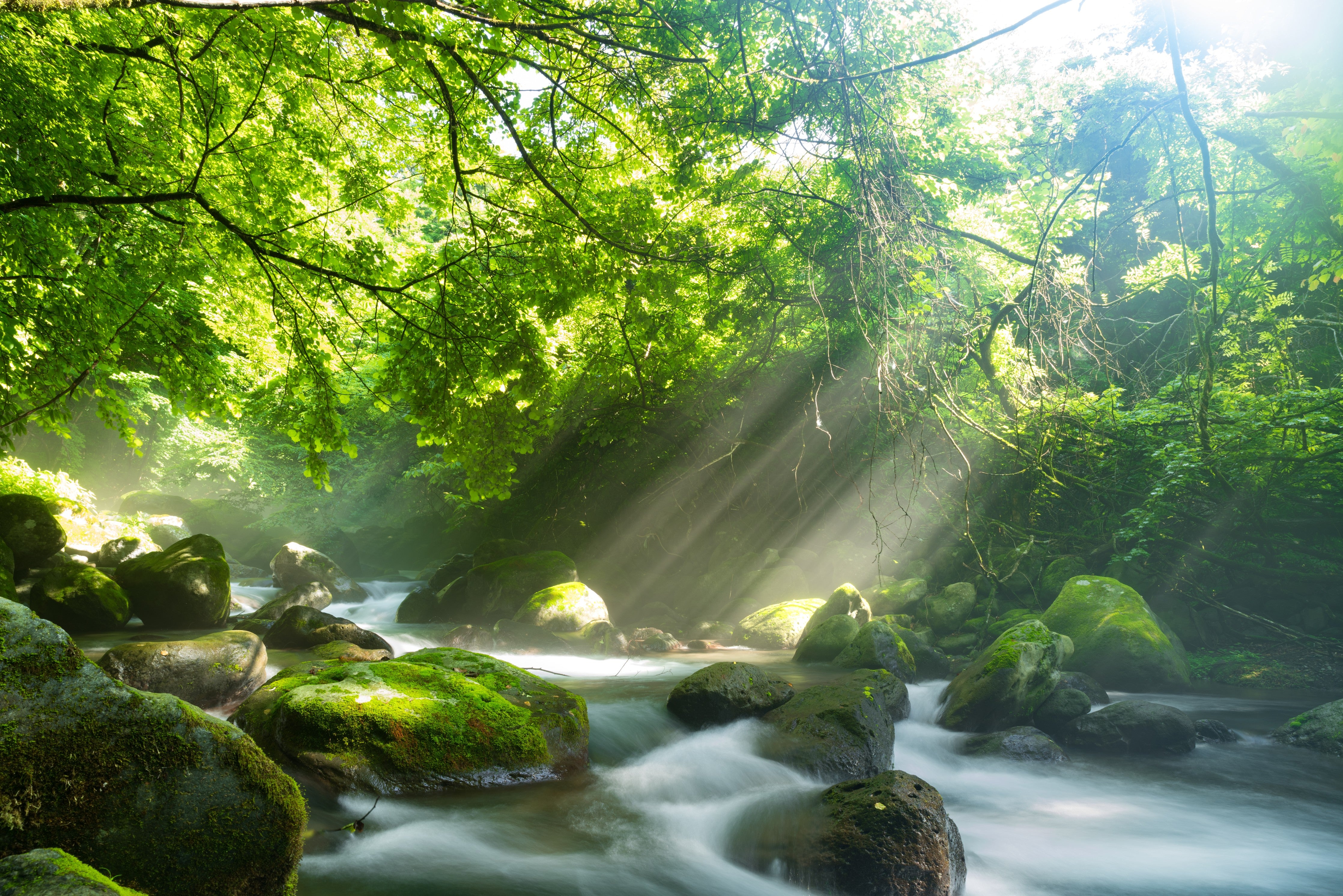 WC-Rückwand-Sonnenstrahlen im grünen Wald am Fluss