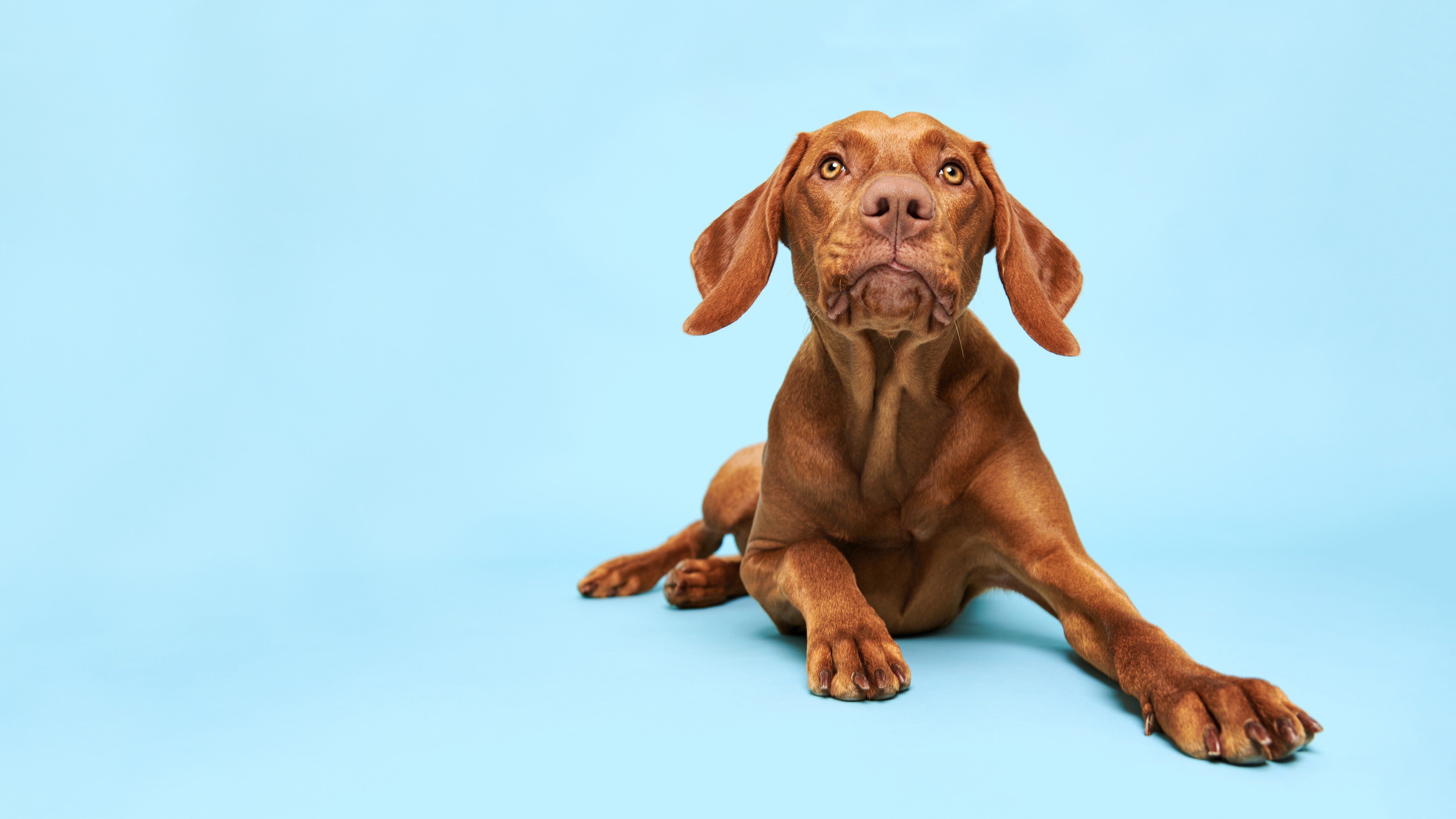 WC-Rückwand-Vizsla Hund auf blauem Hintergrund