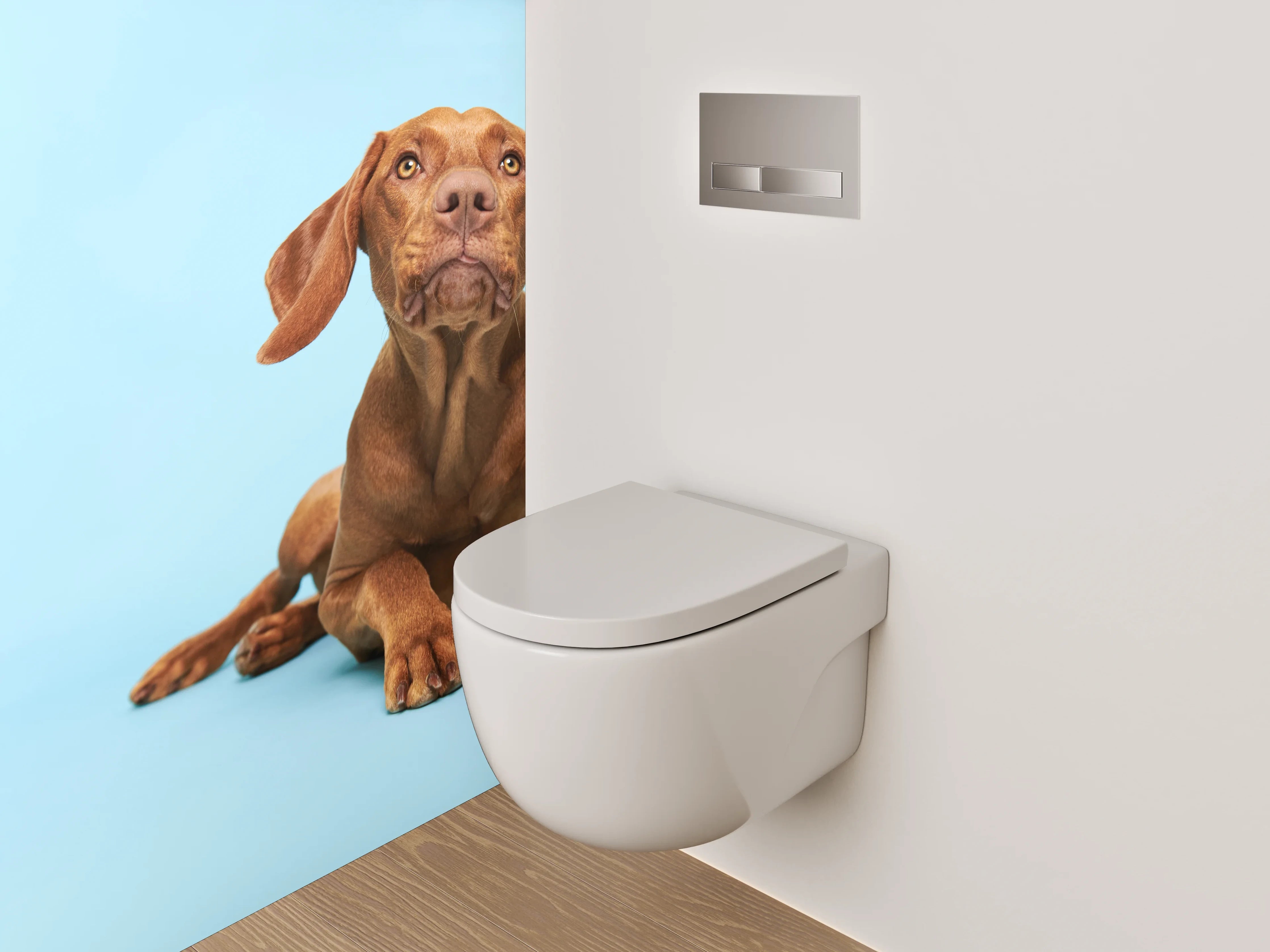 WC-Rückwand - Vizsla Hund auf blauem Hintergrund