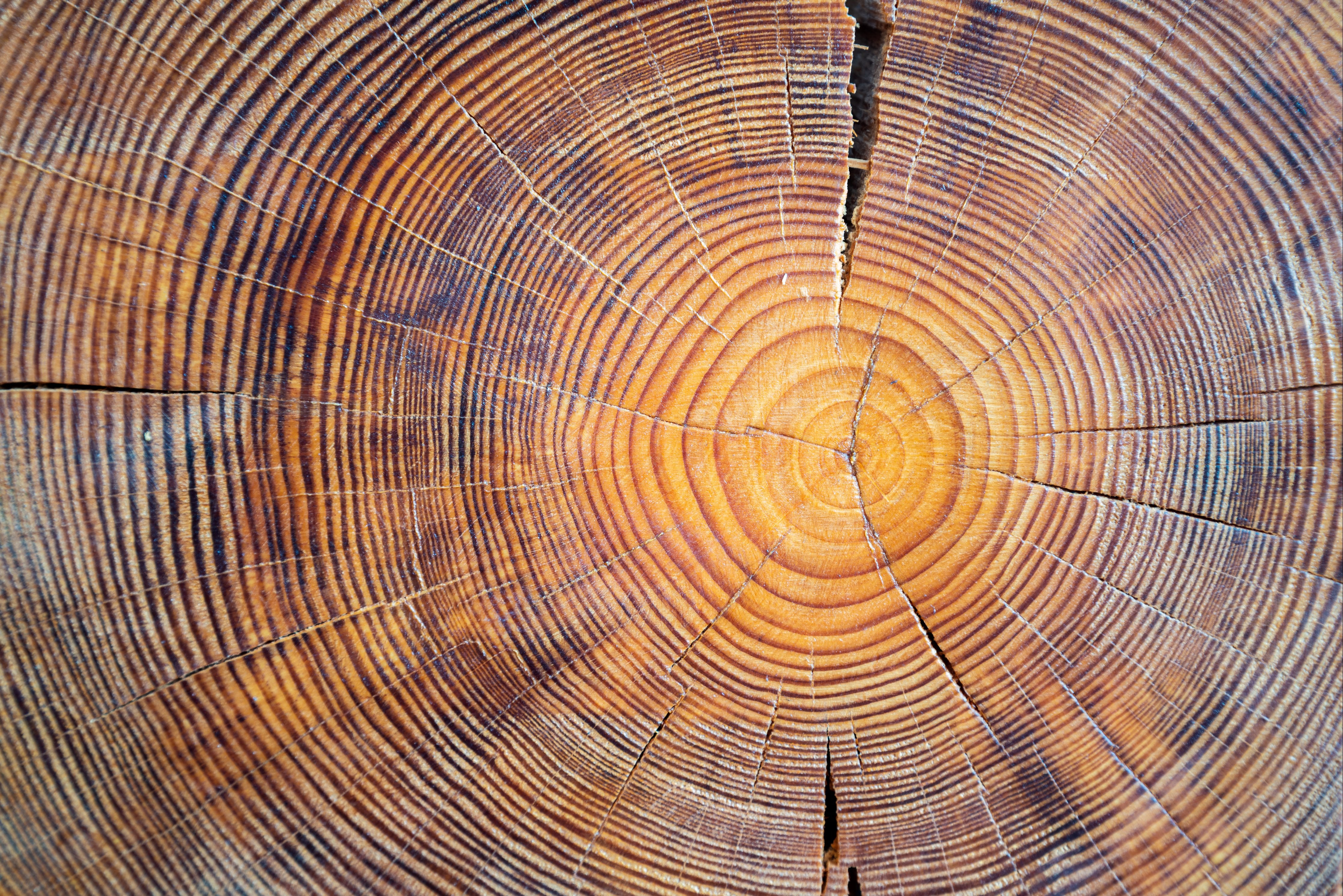 WC-Rückwand-Baumringe Holz Struktur Natur