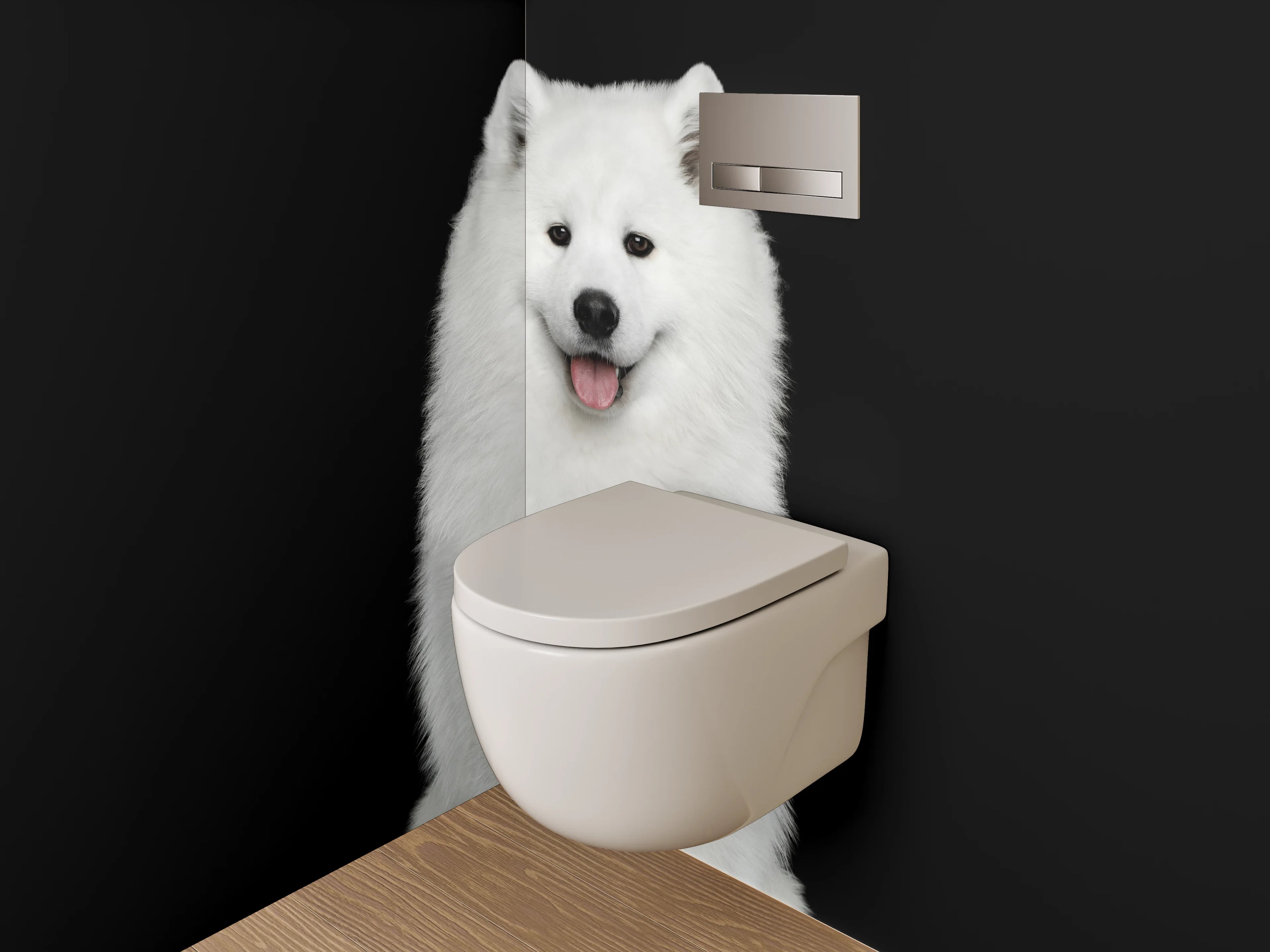 WC-Rückwand - Weiße Schönheit: Samojede Hund Portrait