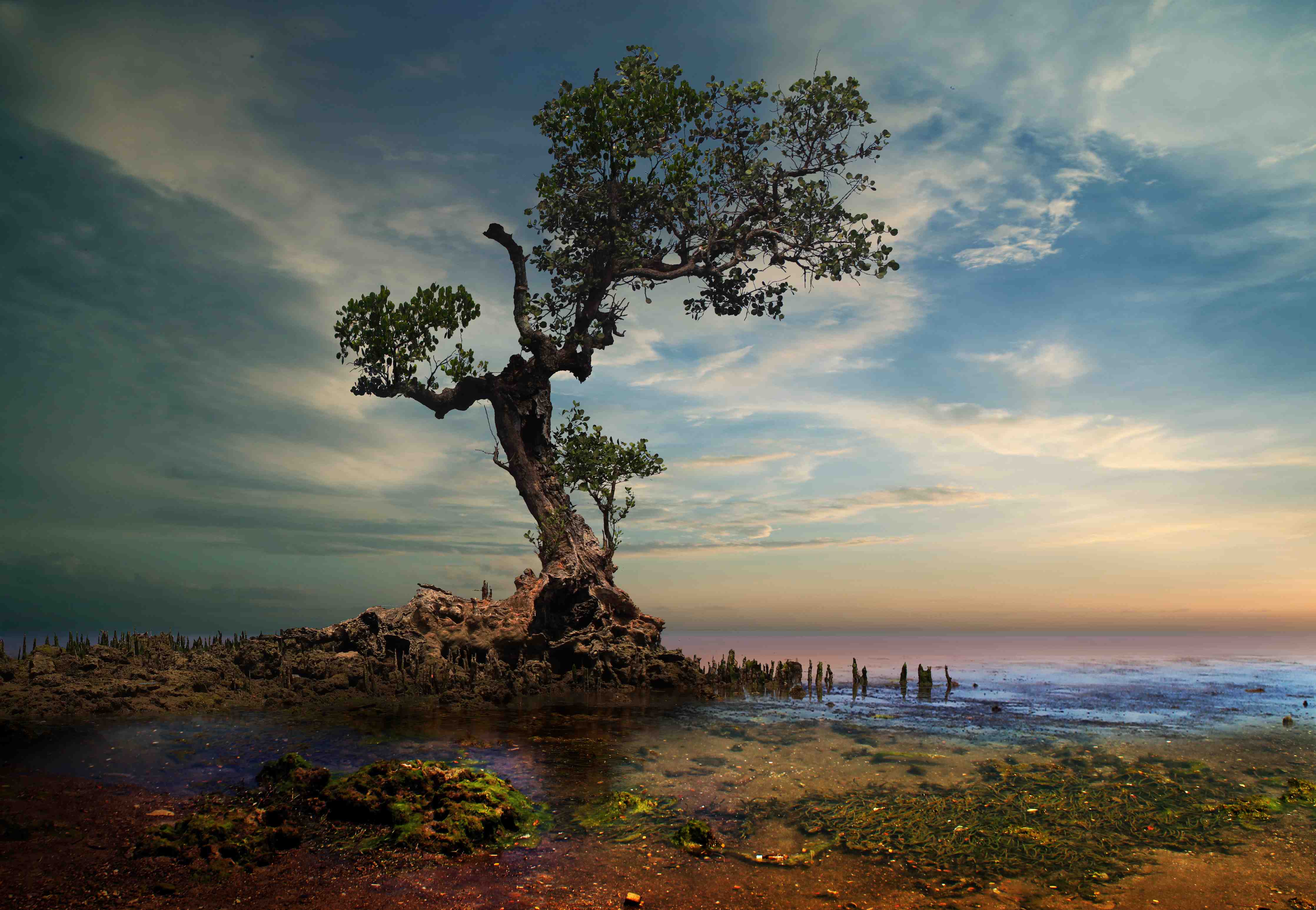 Wandverkleidung Bad-Alter Baum am Strand