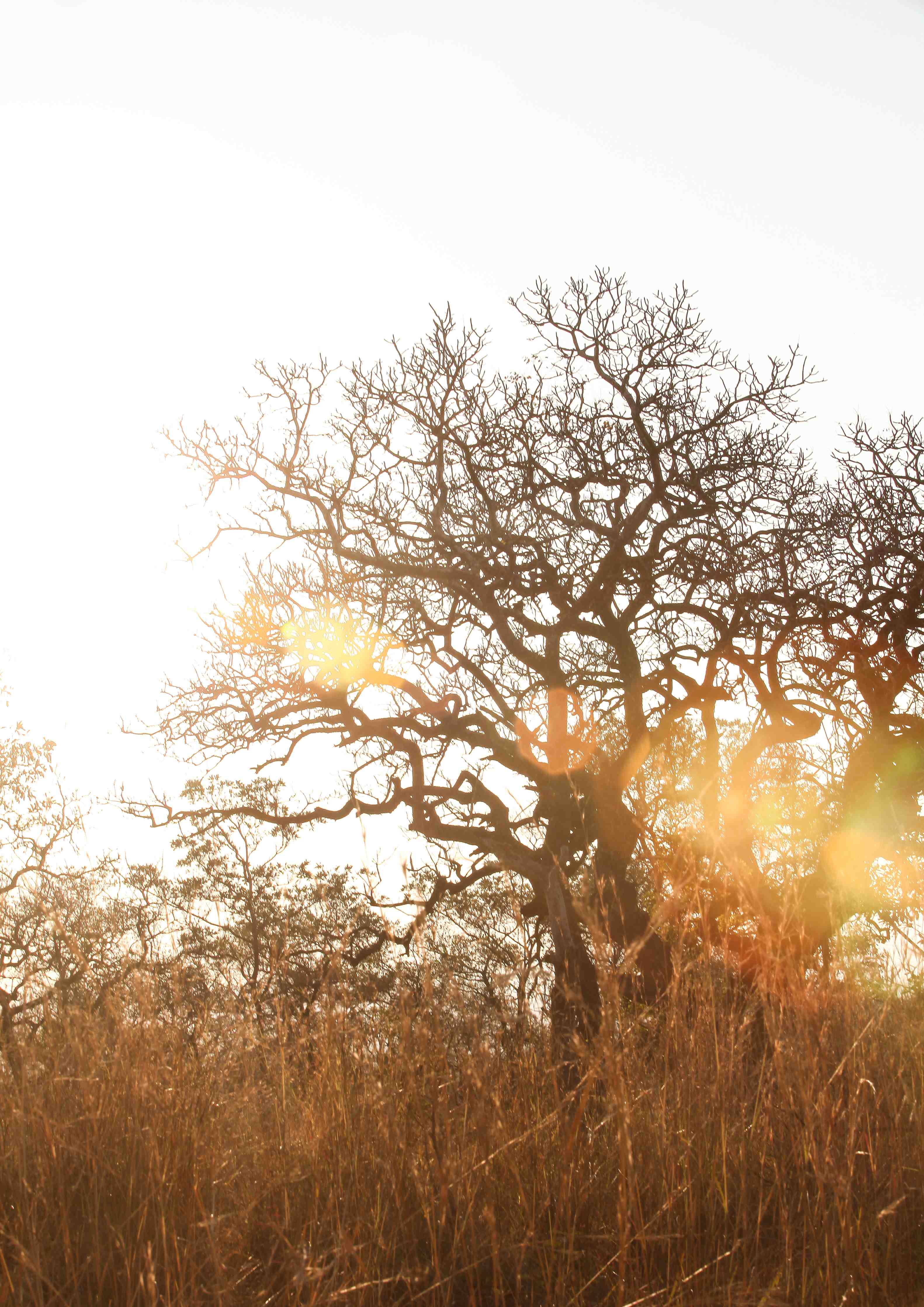 Wandverkleidung Bad-Baum im Feld