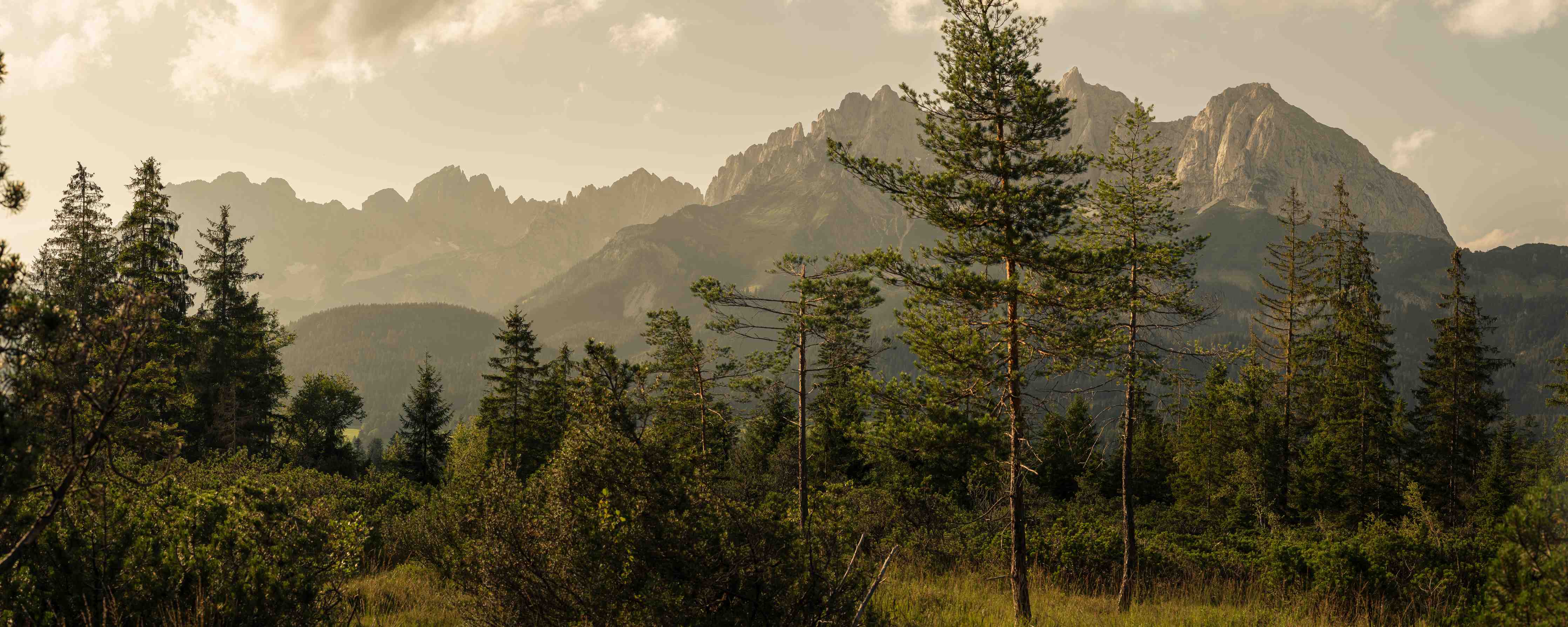 Wandverkleidung Bad-Berglandschaft mit Tannen im Sonnenlicht