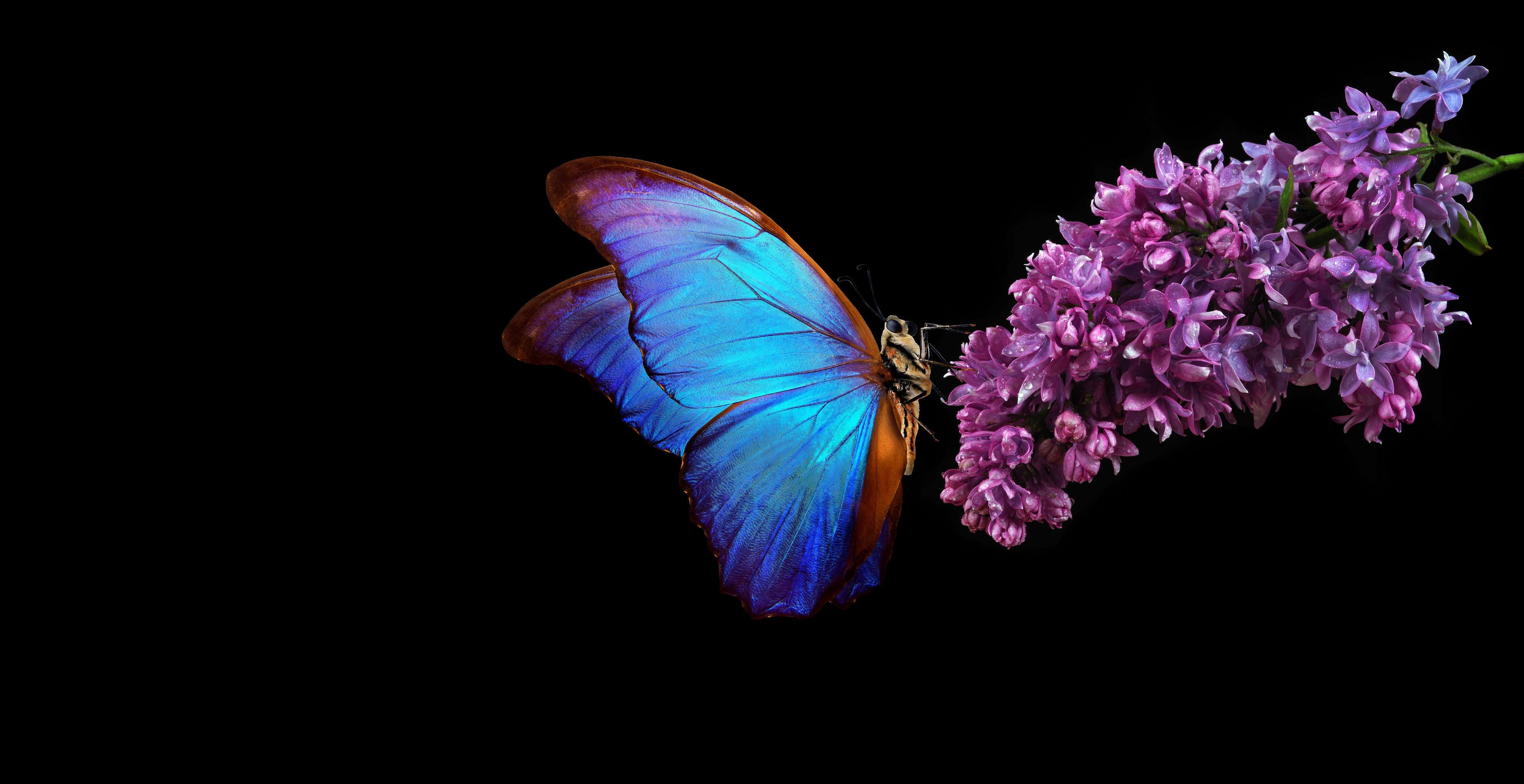 Wandverkleidung Bad-Bläulicher Schmetterling auf Blume