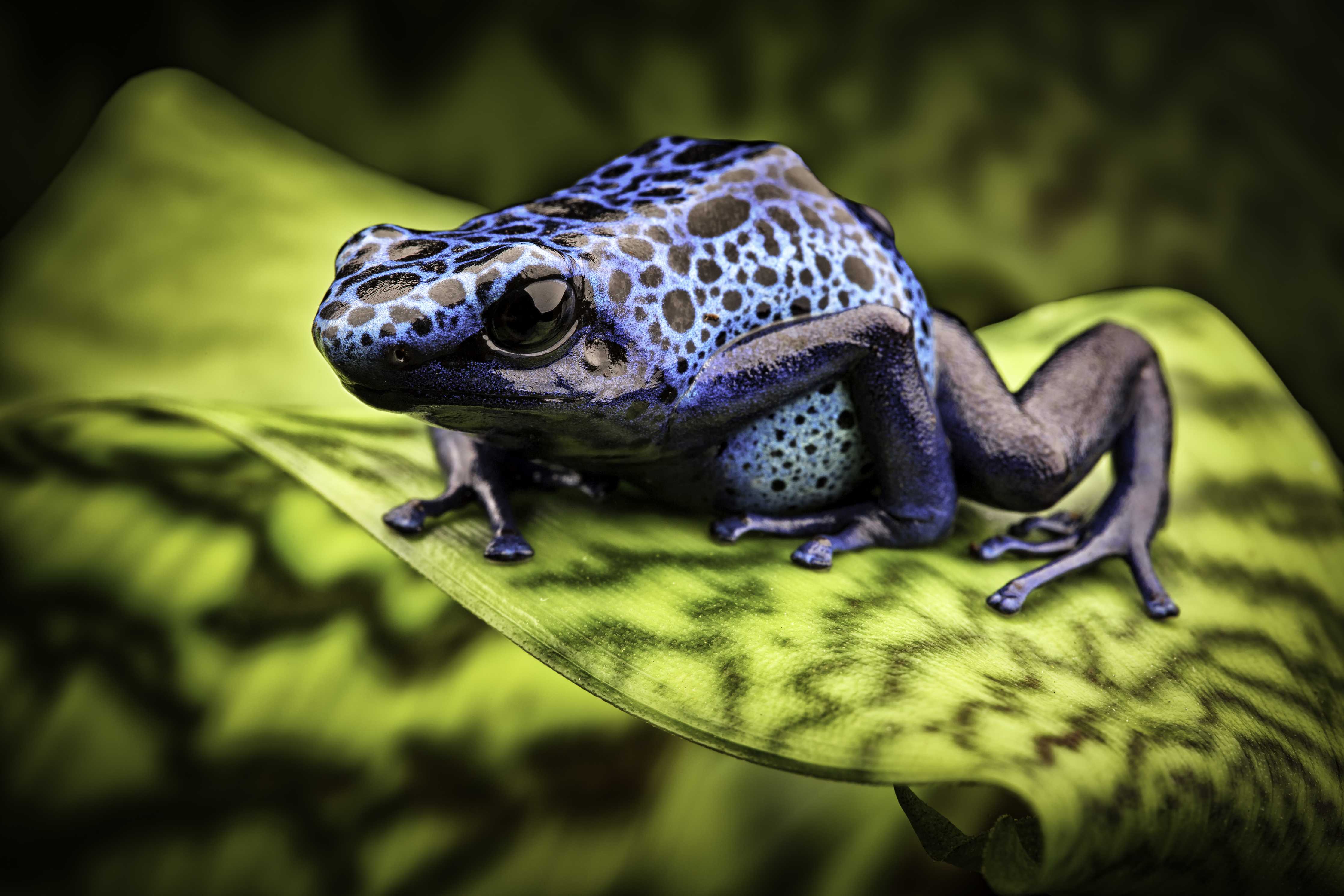 Wandverkleidung Bad-Blauer Pfeilgiftfrosch im Amazonas