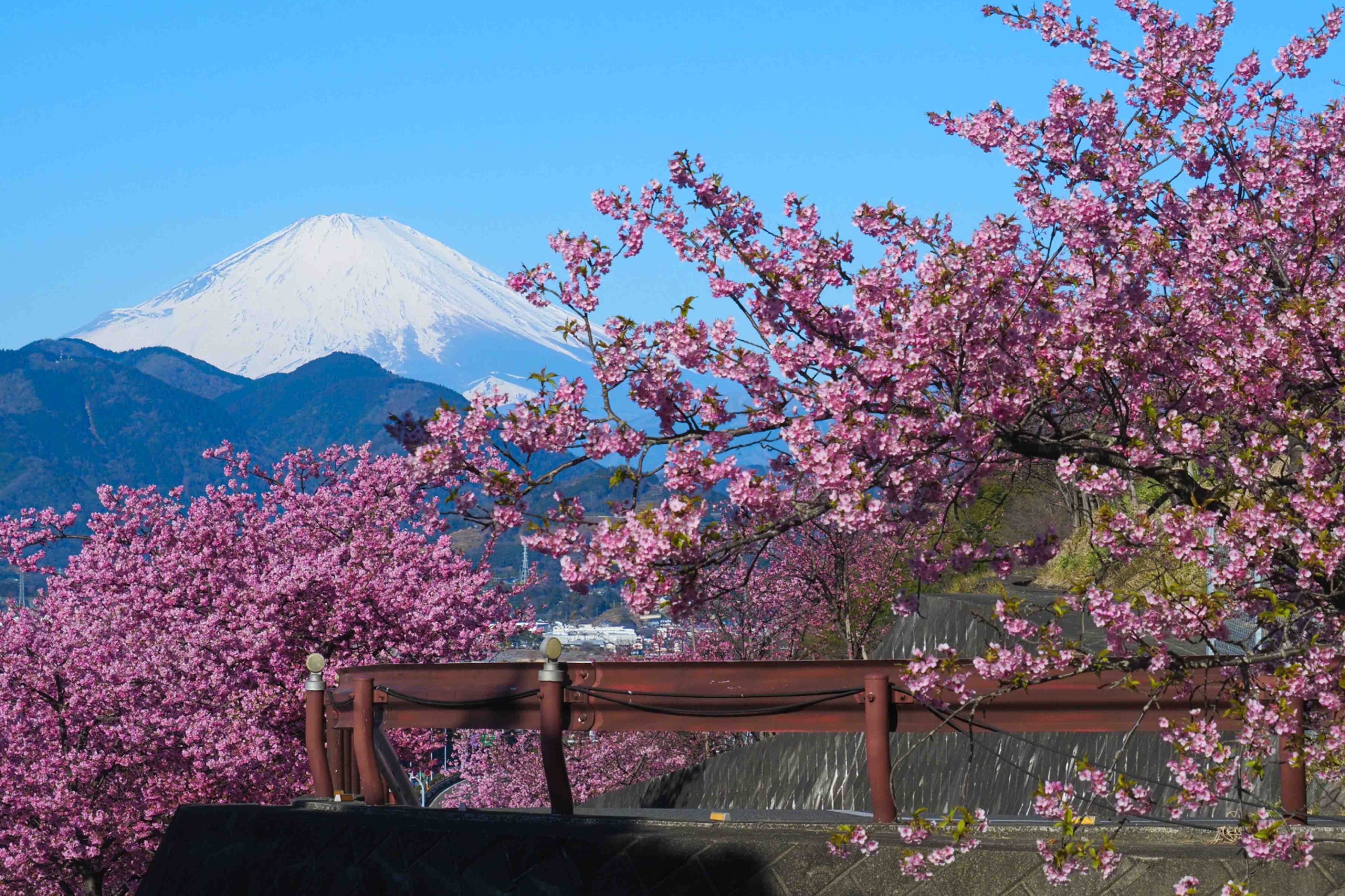 Wandverkleidung Bad-Blühende Kirschbäume mit majestätischem Mount Fuji im Hintergrund