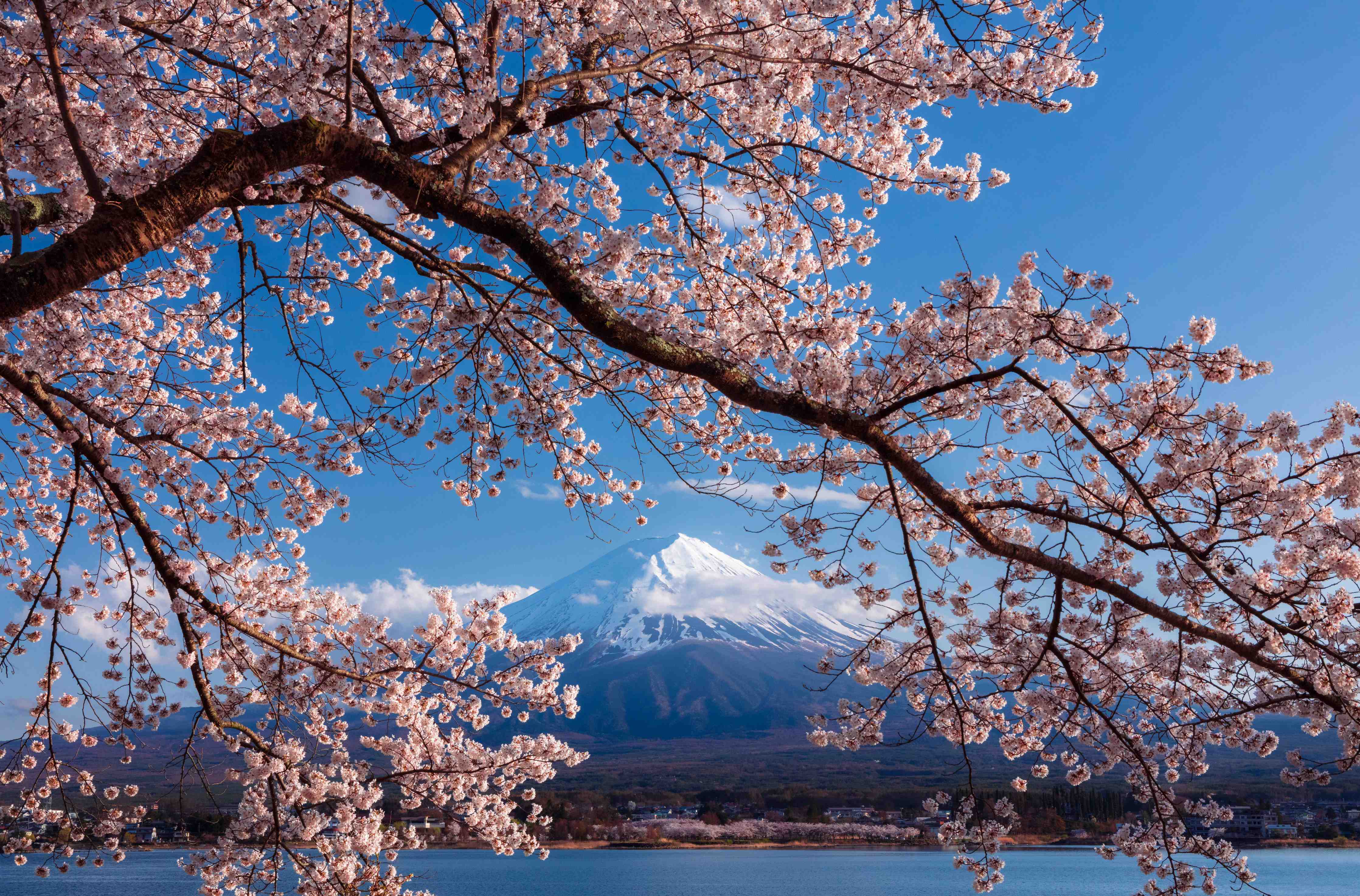 Wandverkleidung Bad-Blühender Kirschbaum vor Mount Fuji