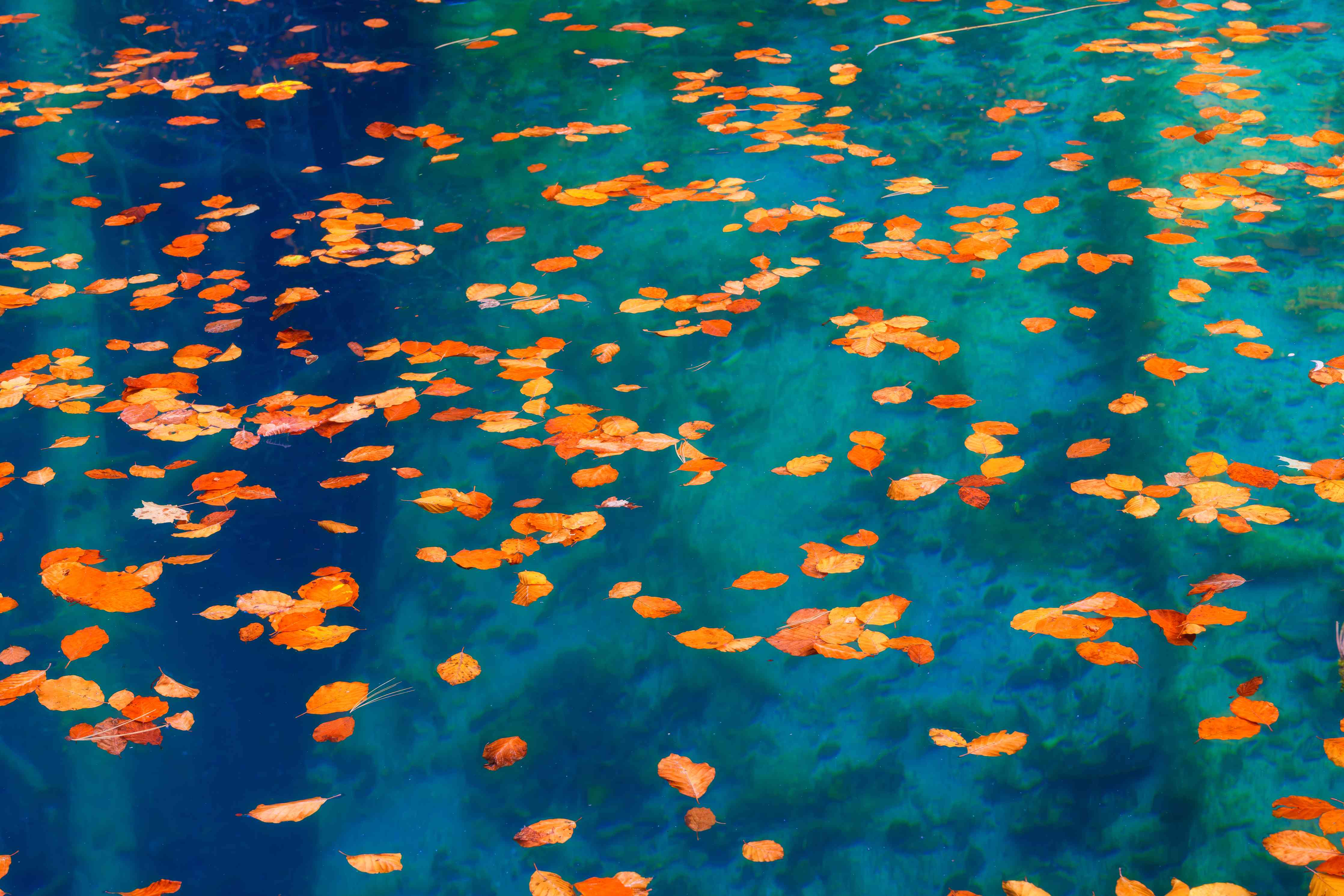 Wandverkleidung Bad-Bunte Blätter auf Wasser mit aqua- und orangefarbenen Akzenten