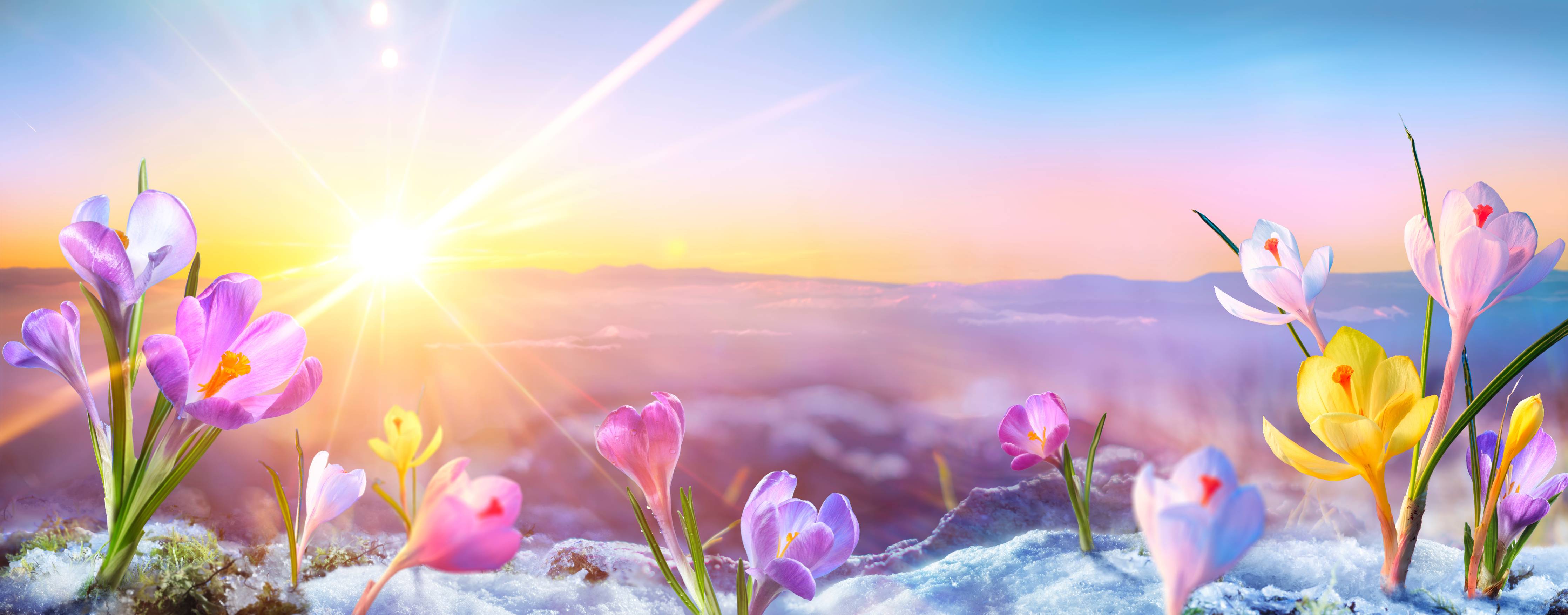 Wandverkleidung Bad-Bunte Frühlingswiese bei Sonnenaufgang