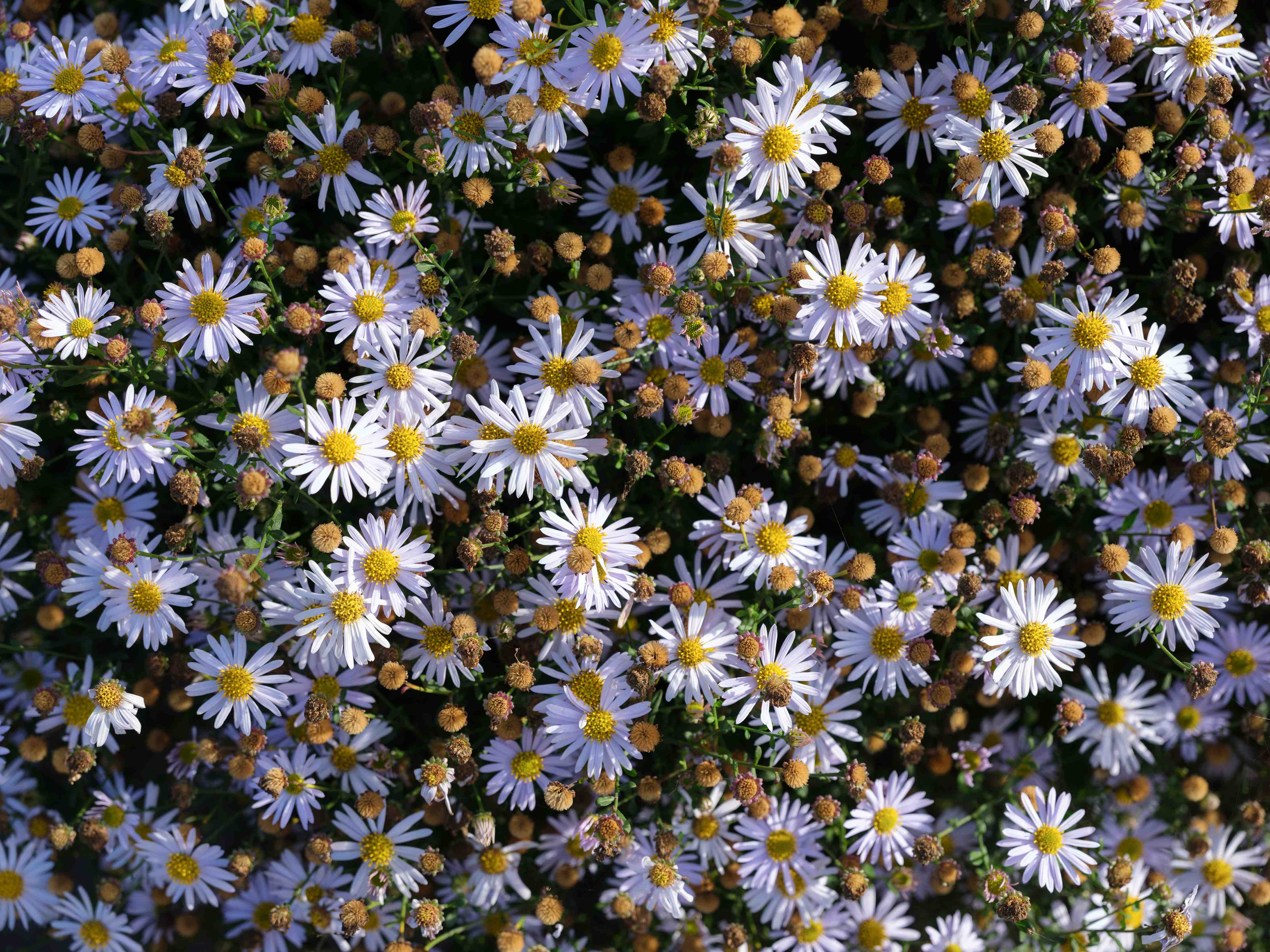 Wandverkleidung Bad-Bunte Gänseblümchen in voller Blüte