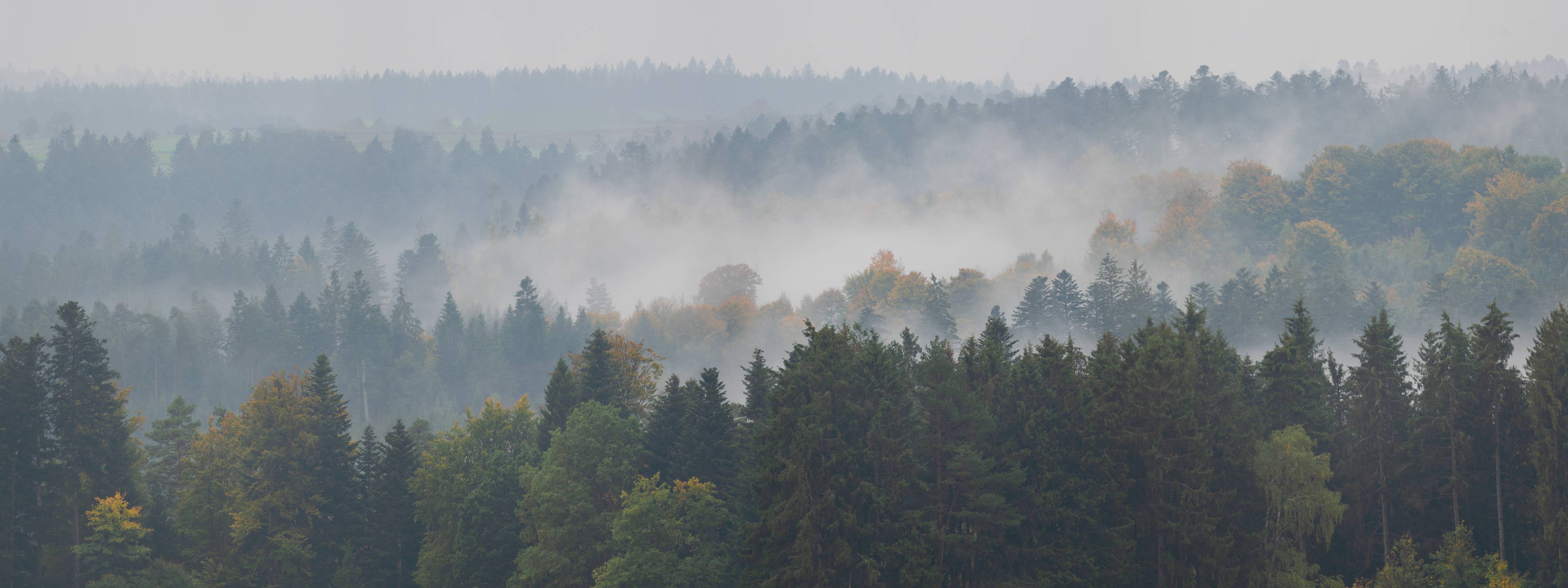 Wandverkleidung Bad-Dichter Nebel über dem Wald