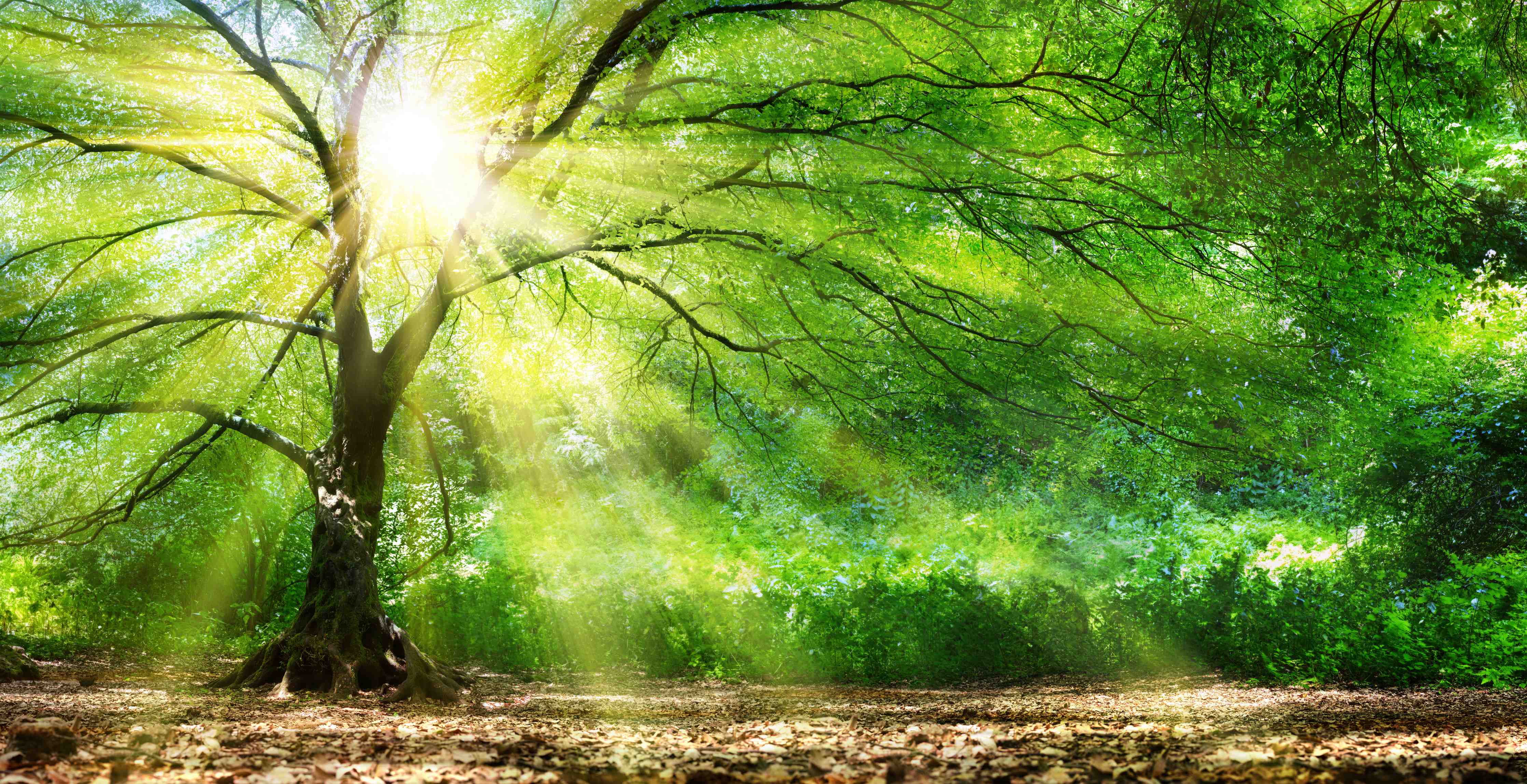Wandverkleidung Bad-Energiegeladener Wald