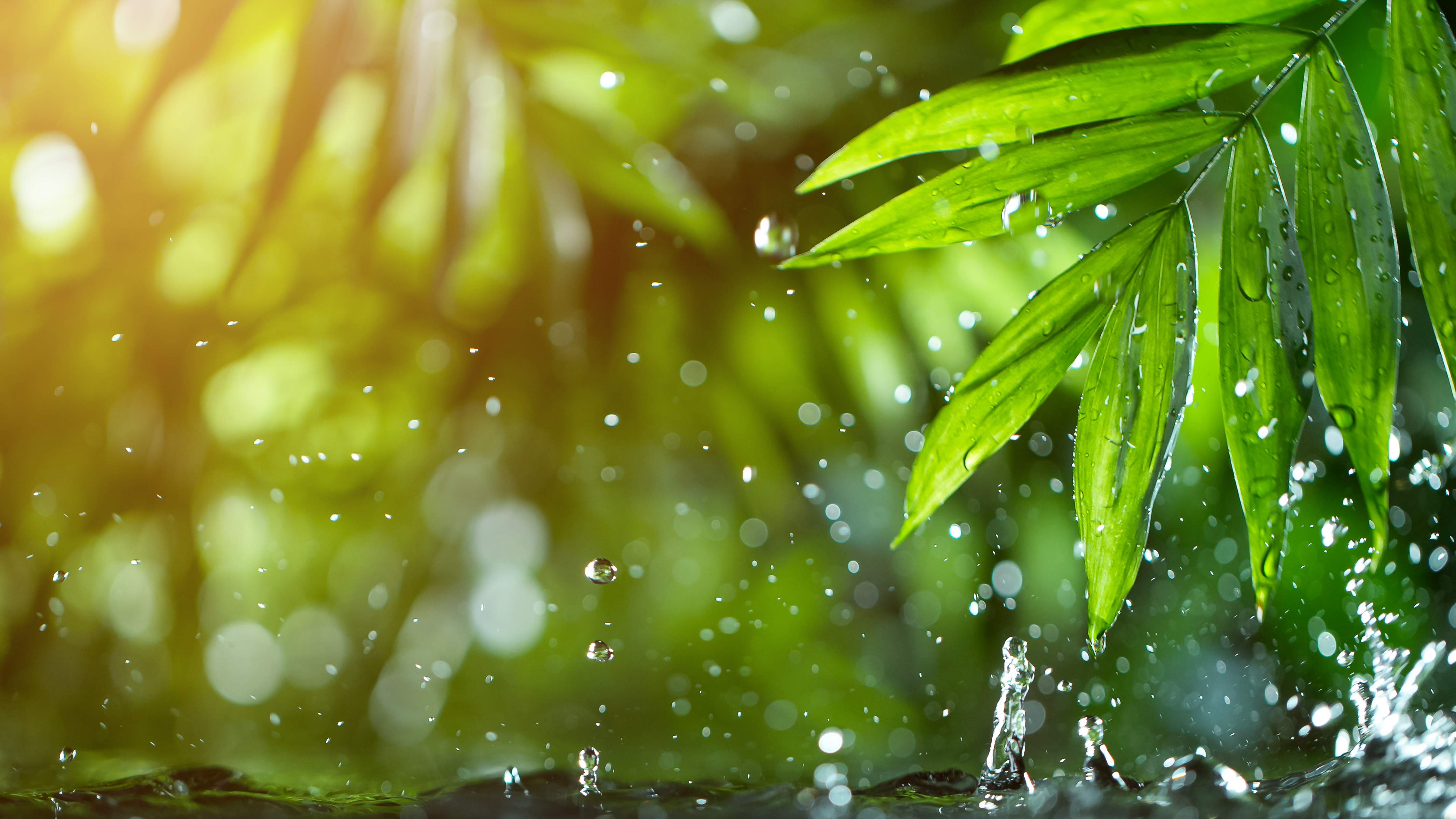 Wandverkleidung Bad-Frische Blätter mit Wassertropfen