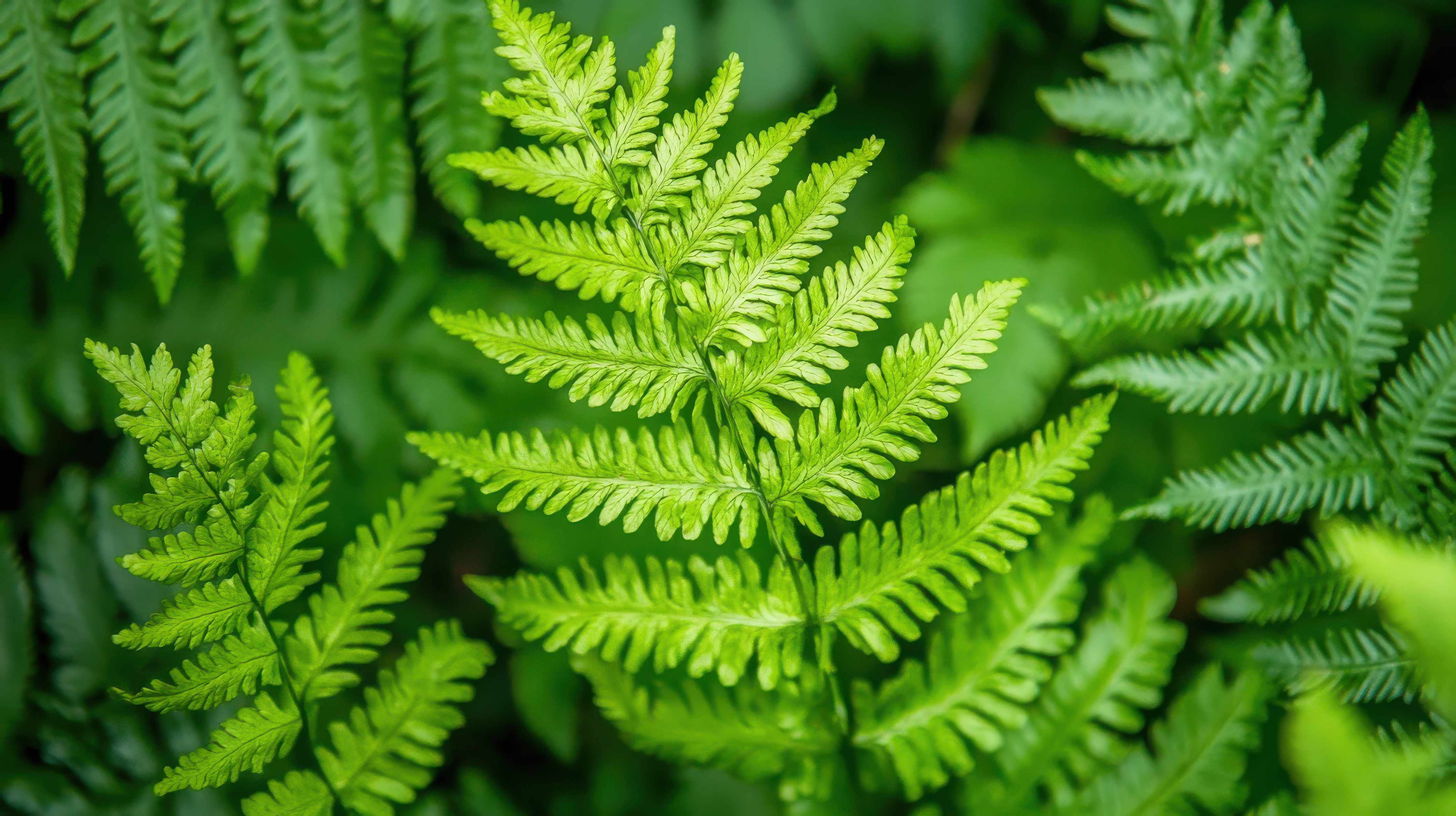 Wandverkleidung Bad-Frische grüne Farnblätter