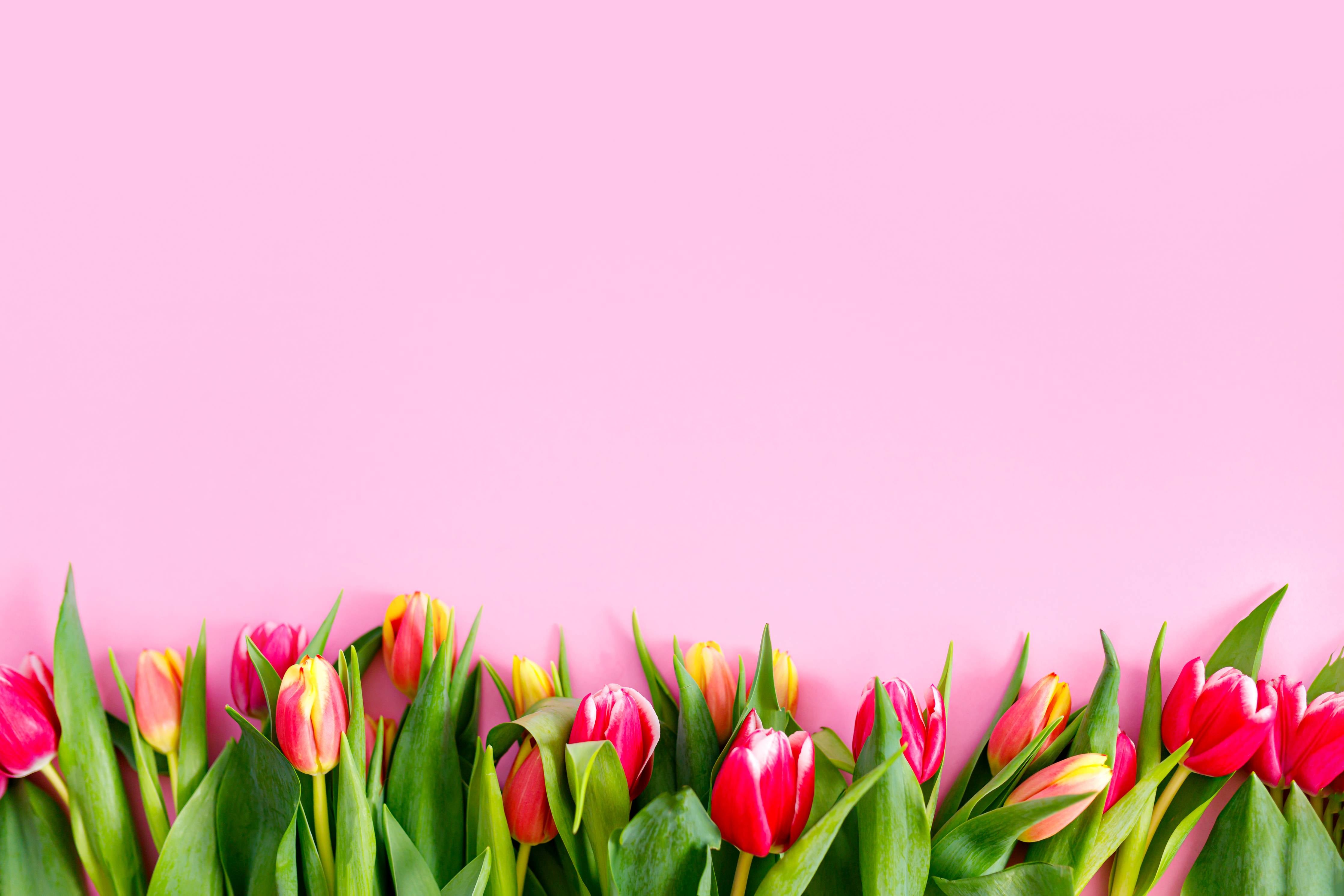 Wandverkleidung Bad-Frühlingstulpen vor rosa Hintergrund