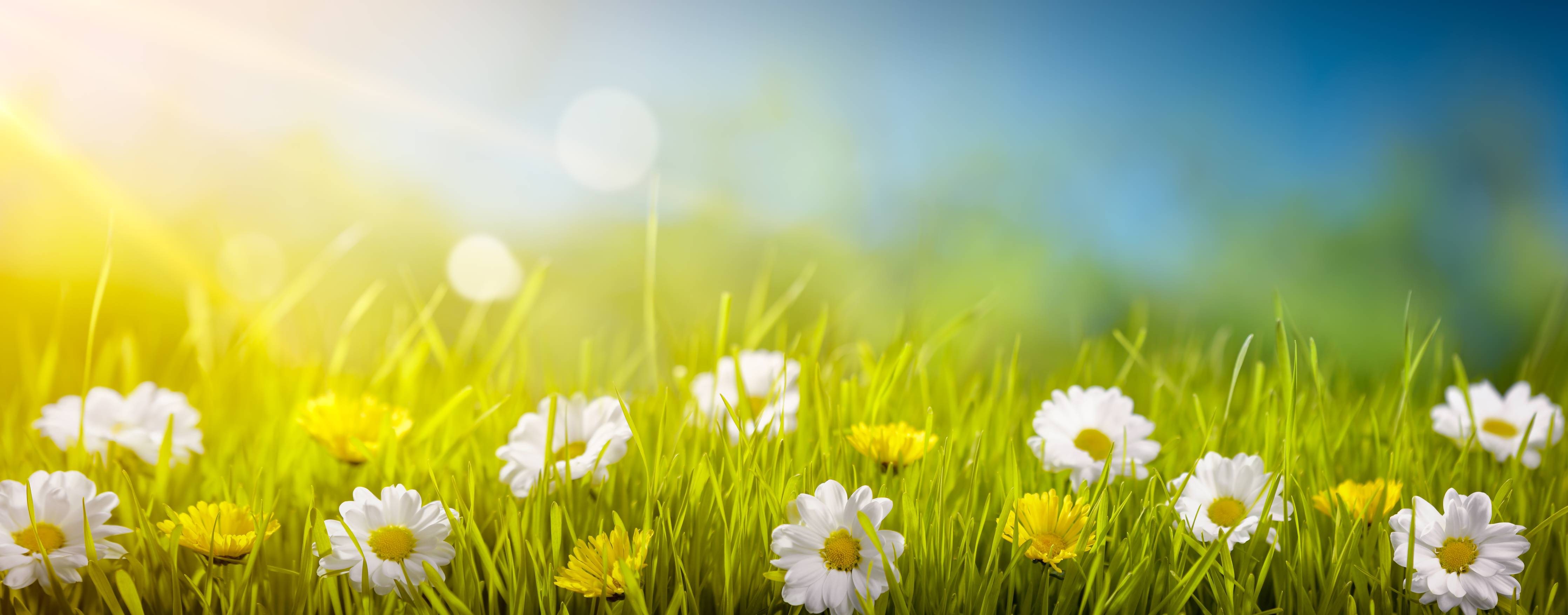 Wandverkleidung Bad-Frühlingswiese mit Blumen und Sonnenschein