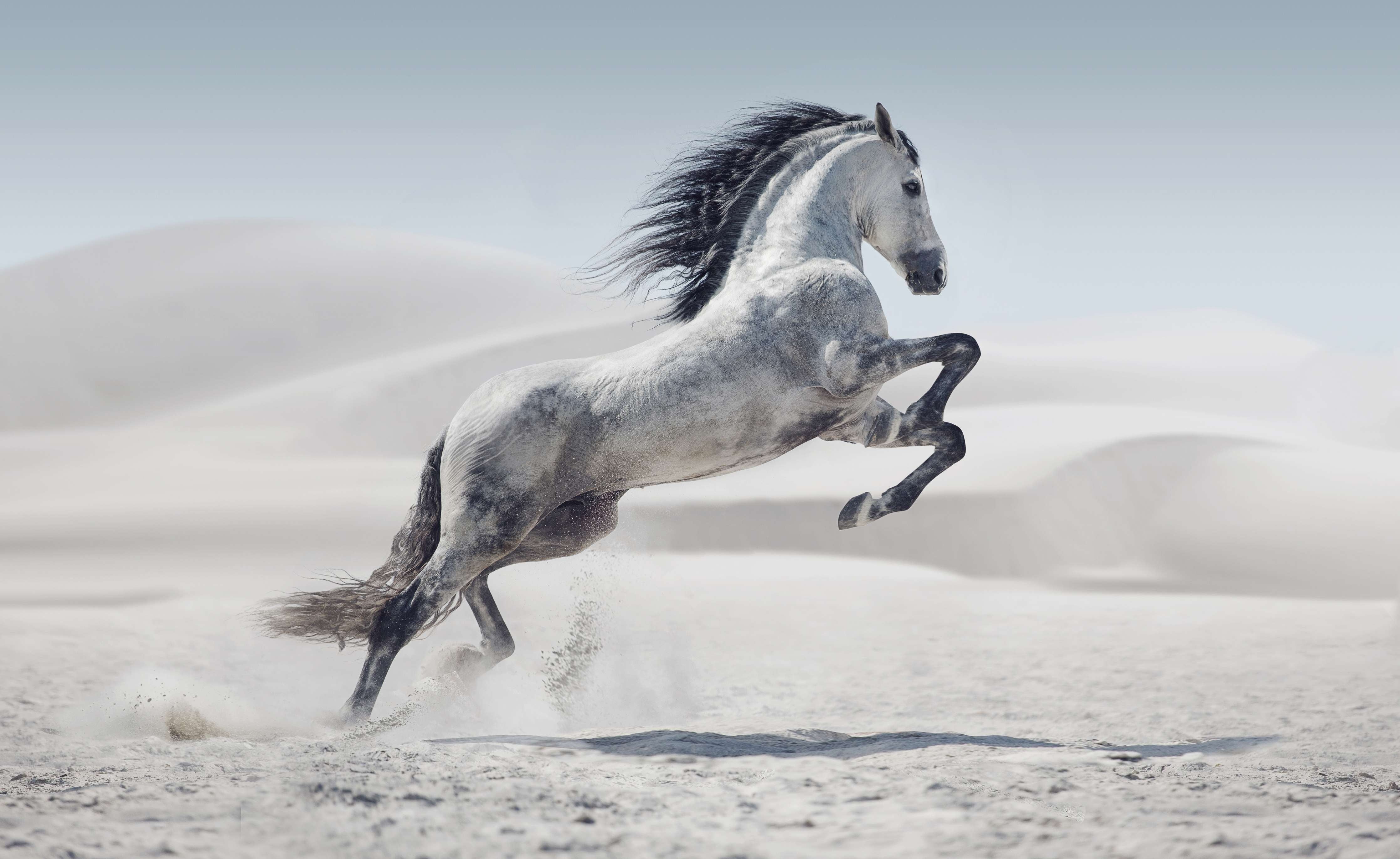 Wandverkleidung Bad-Galoppierendes weißes Pferd