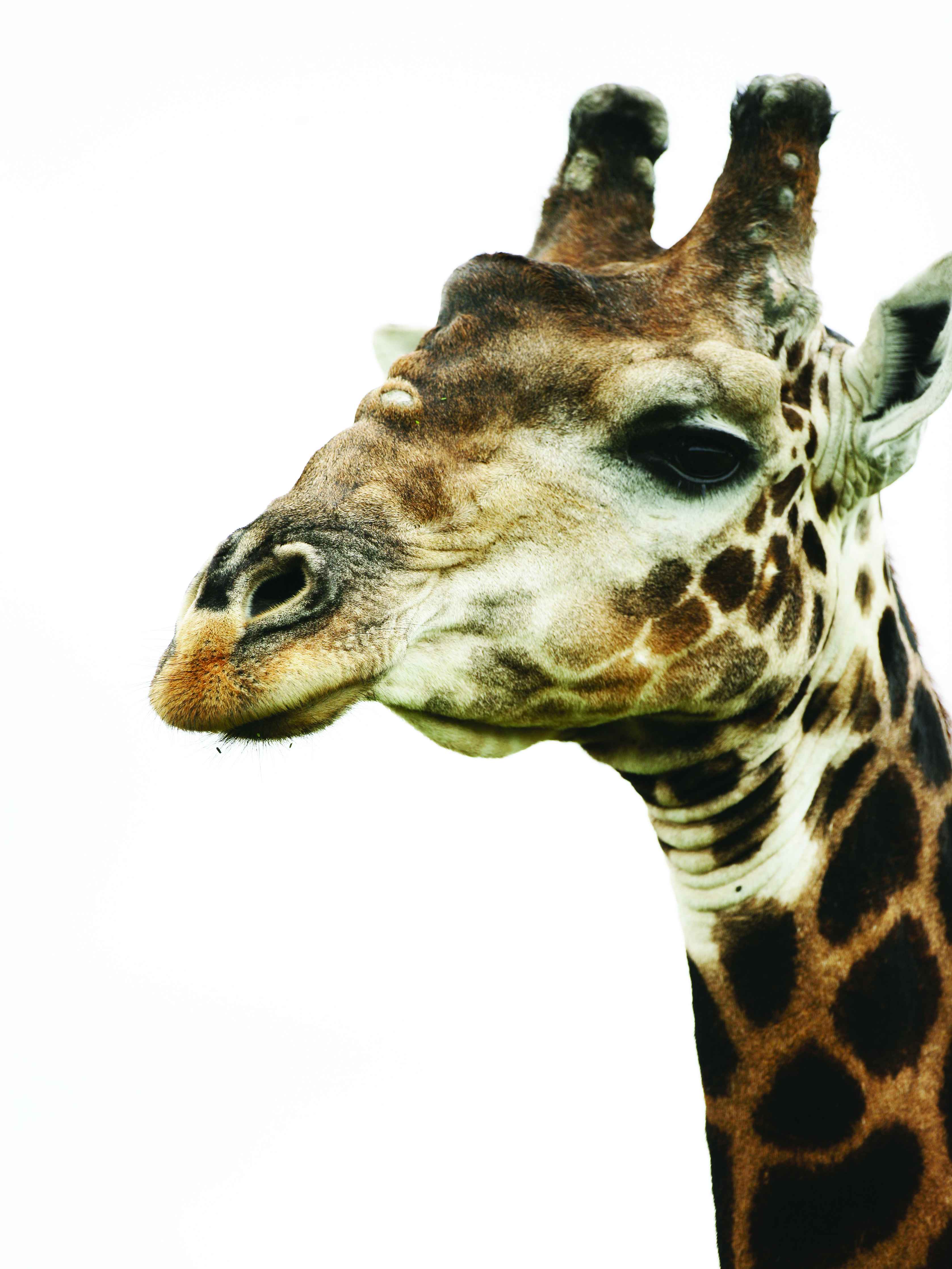 Wandverkleidung Bad-Giraffe - Nahaufnahme