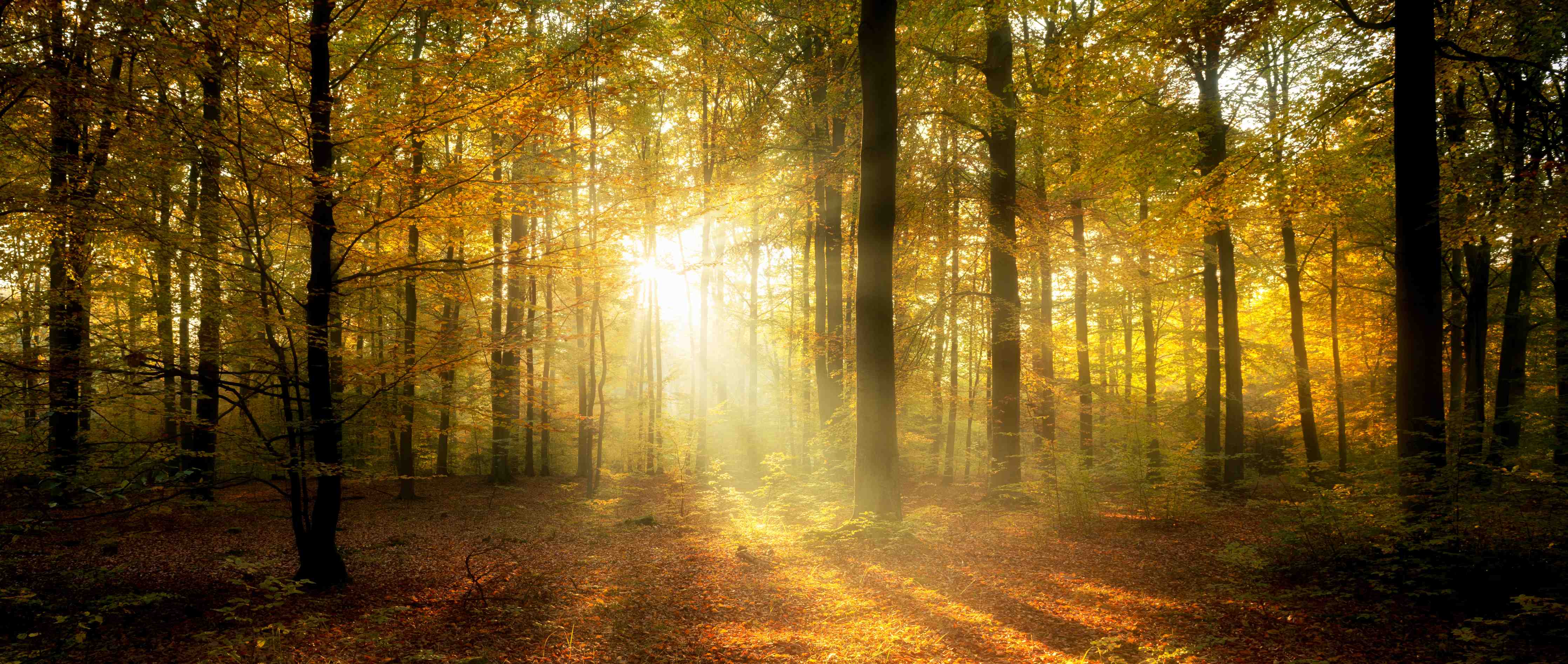Wandverkleidung Bad-Goldener Sonnenstrahl im Herbstwald