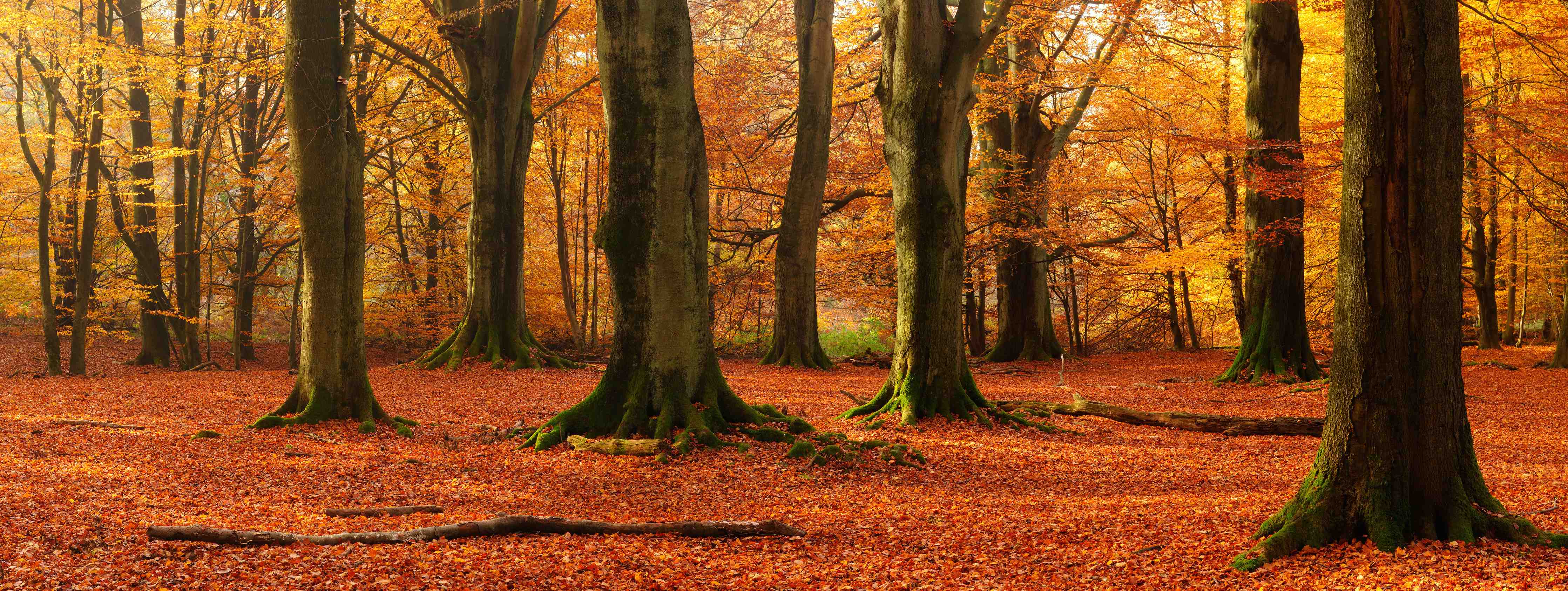 Wandverkleidung Bad-Graue Nebel im Herbstwald