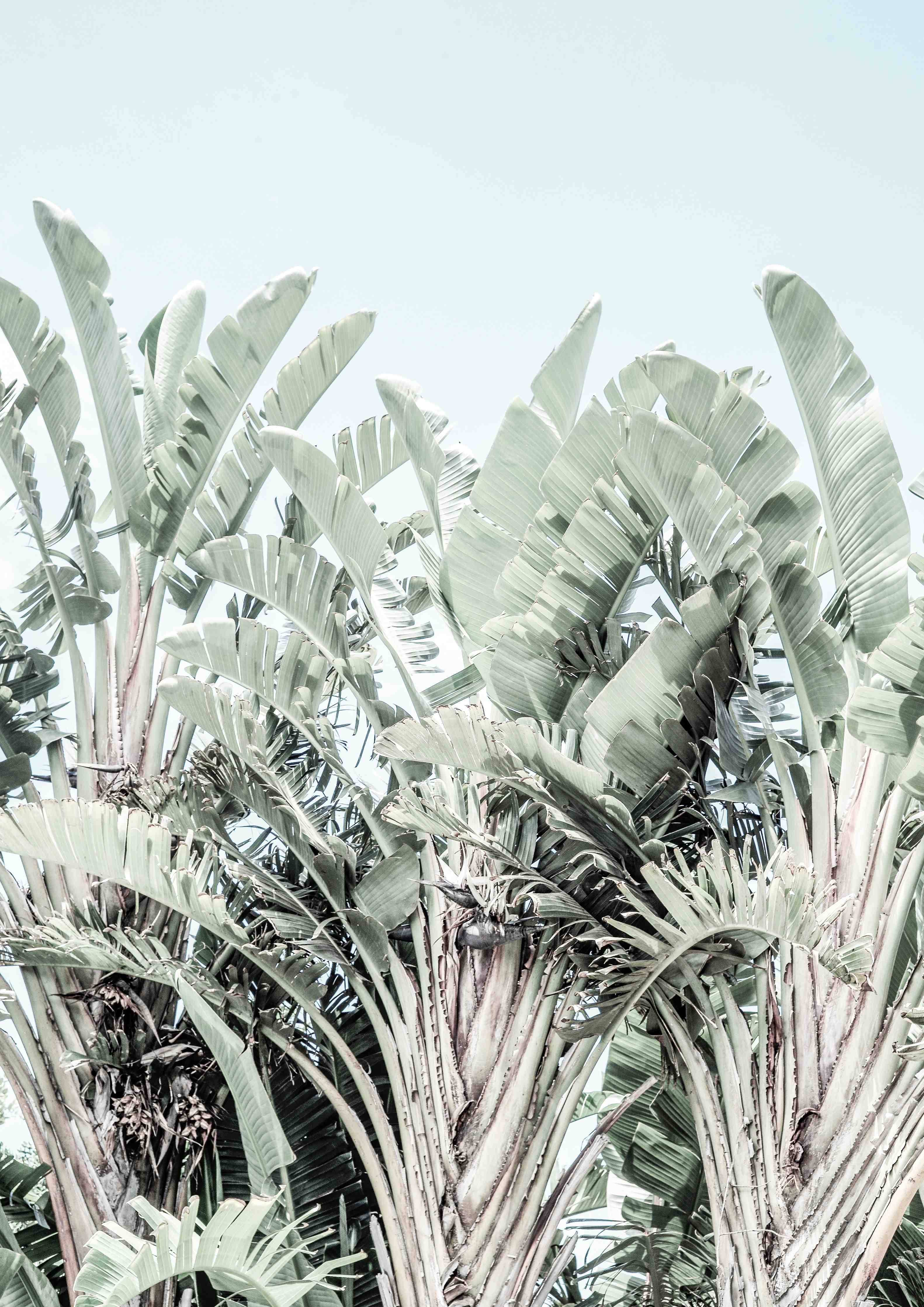 Wandverkleidung Bad-Grün-Weiße Palmenblätter