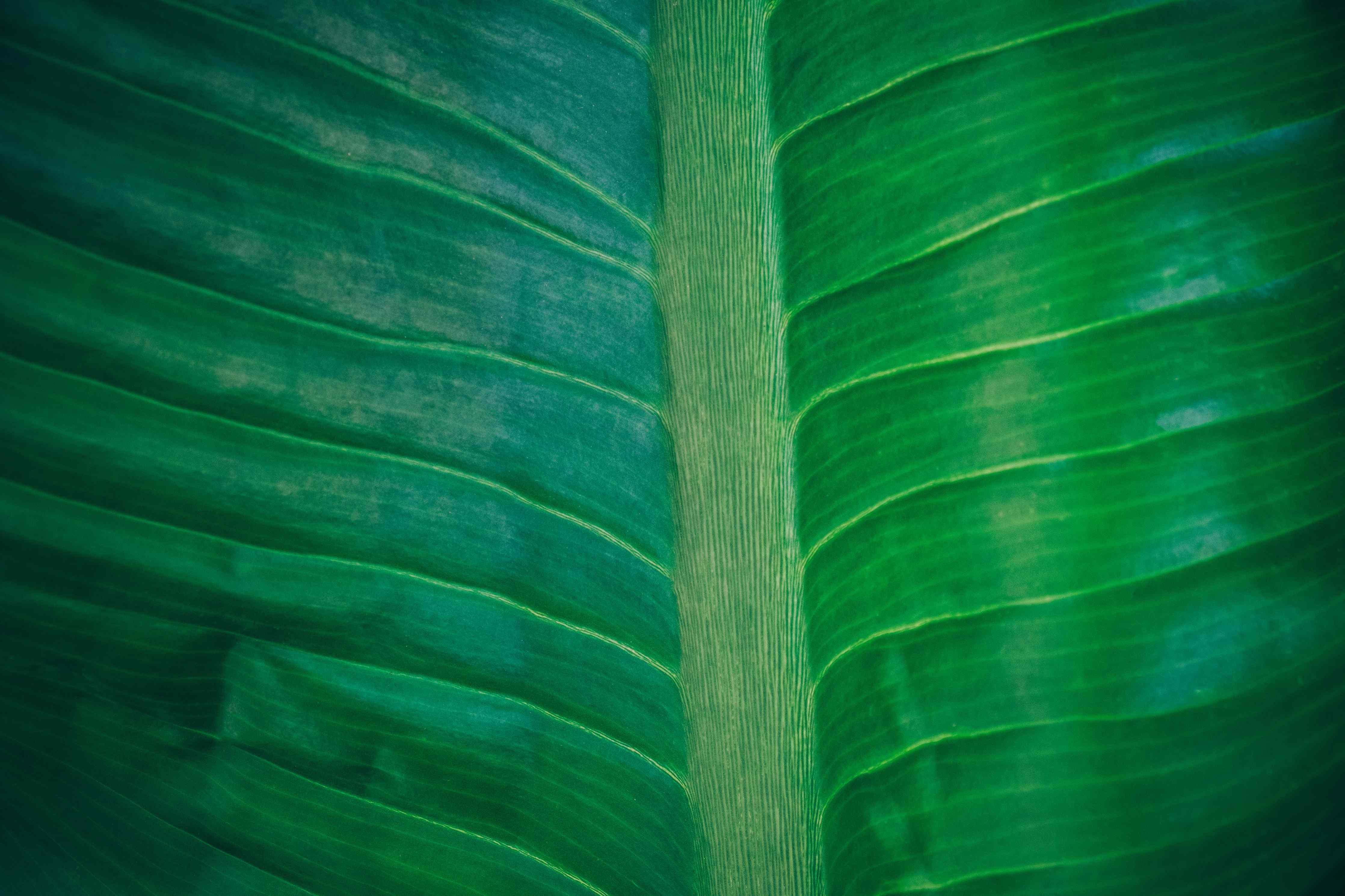 Wandverkleidung Bad-Grüne Blätter mit detaillierter Blattaderung