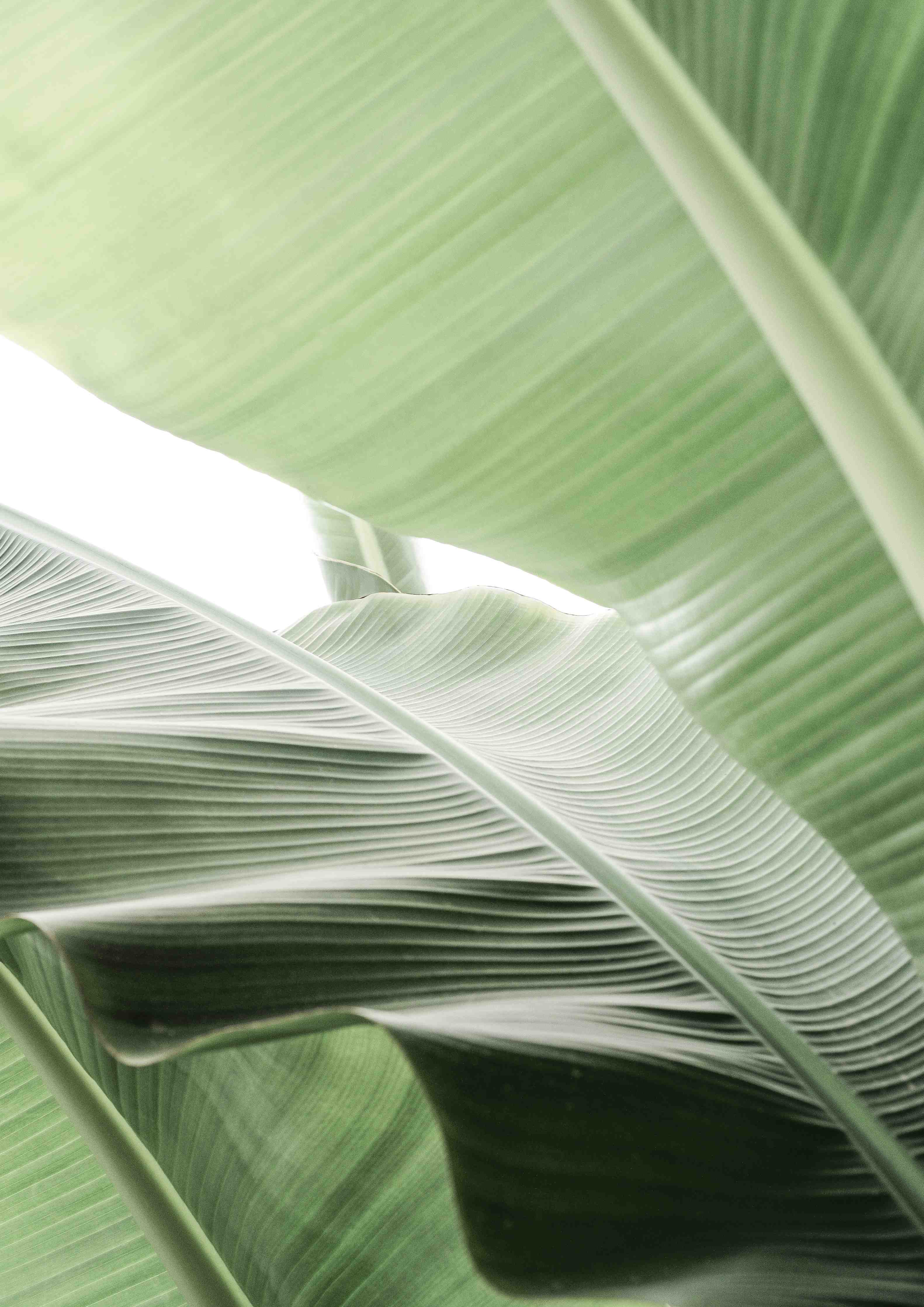 Wandverkleidung Bad-Grüne Tropenblatt-Struktur