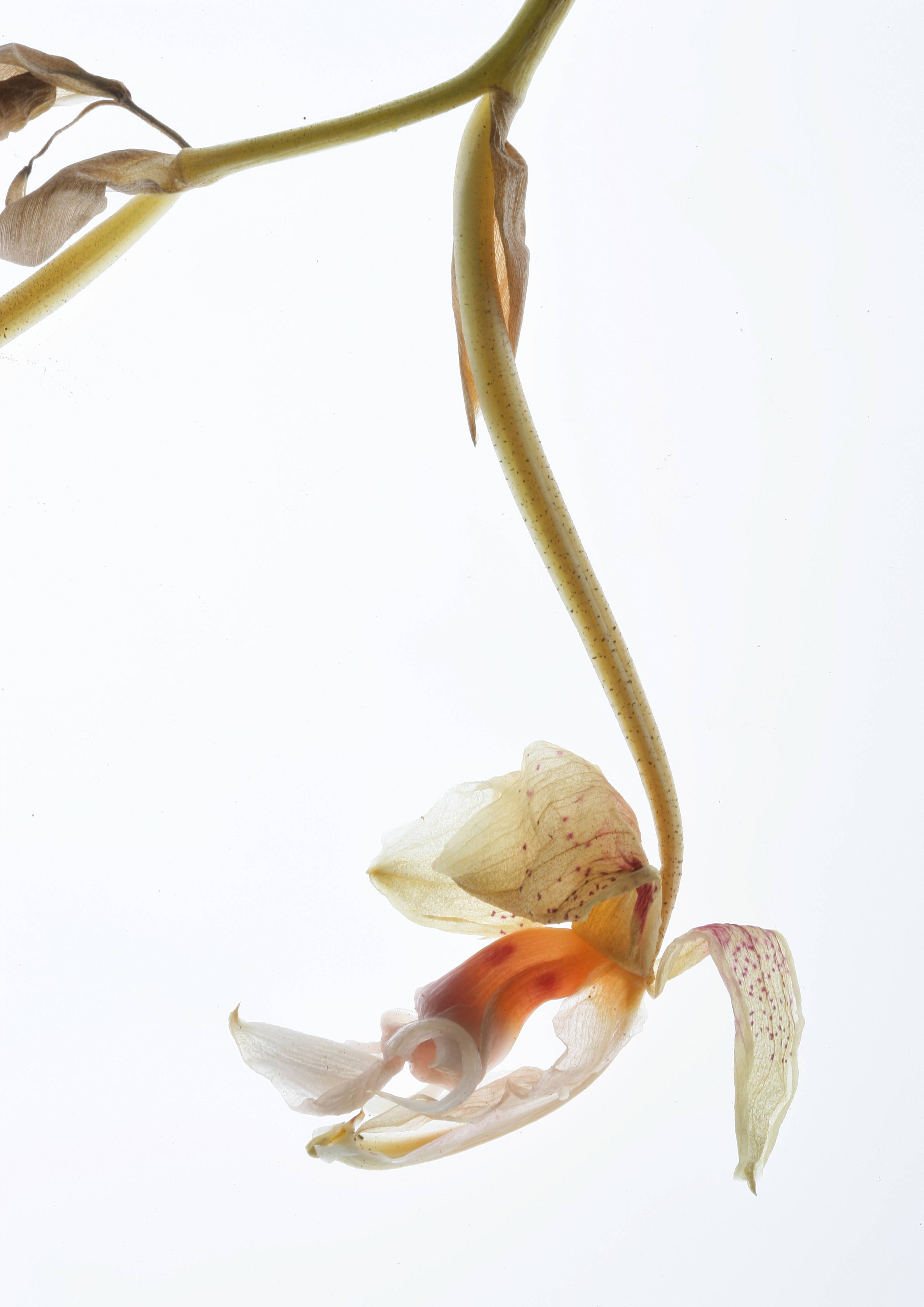 Wandverkleidung Bad-Helle Blume - Nahaufnahme