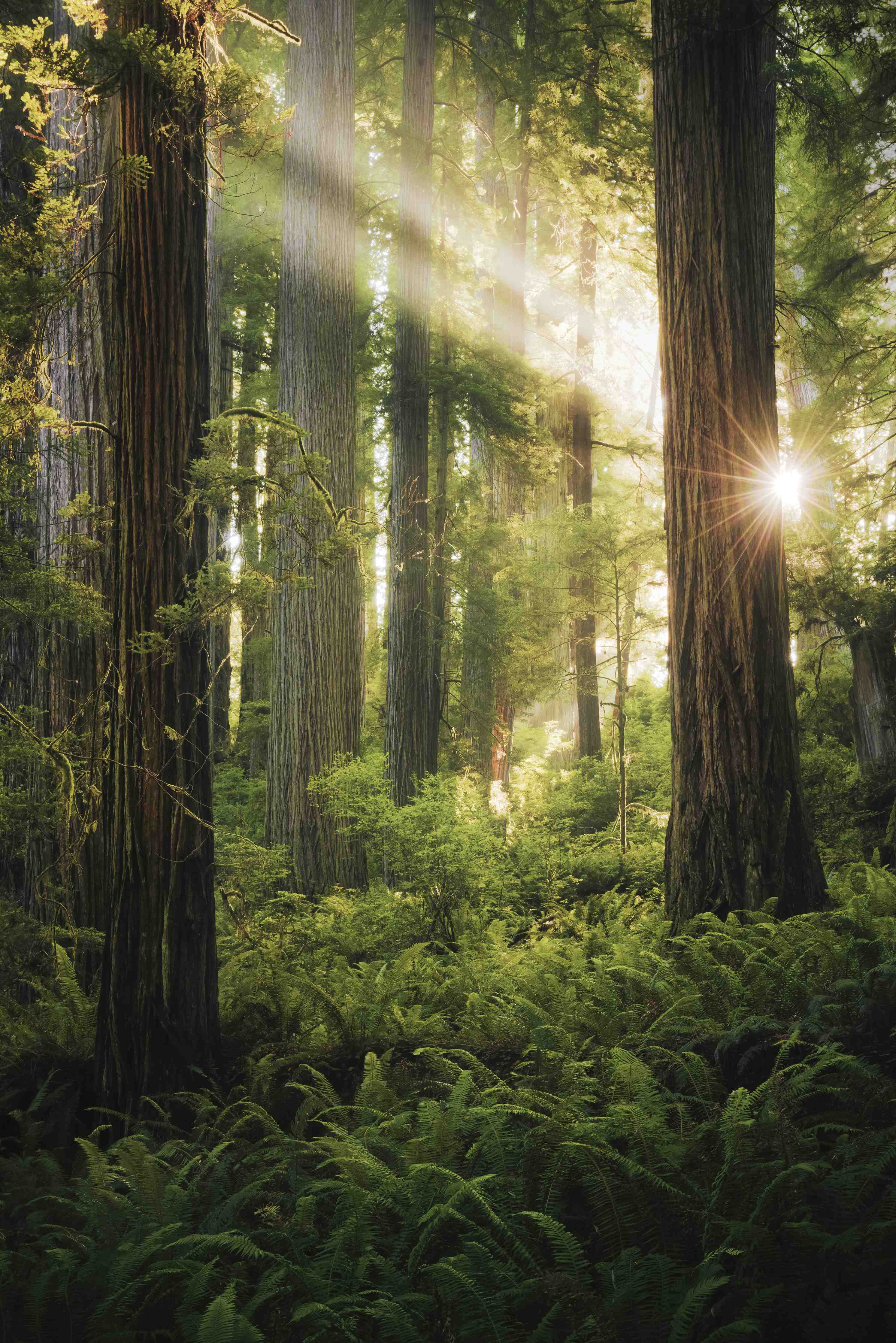Wandverkleidung Bad-Herbstwald Lichtspiel