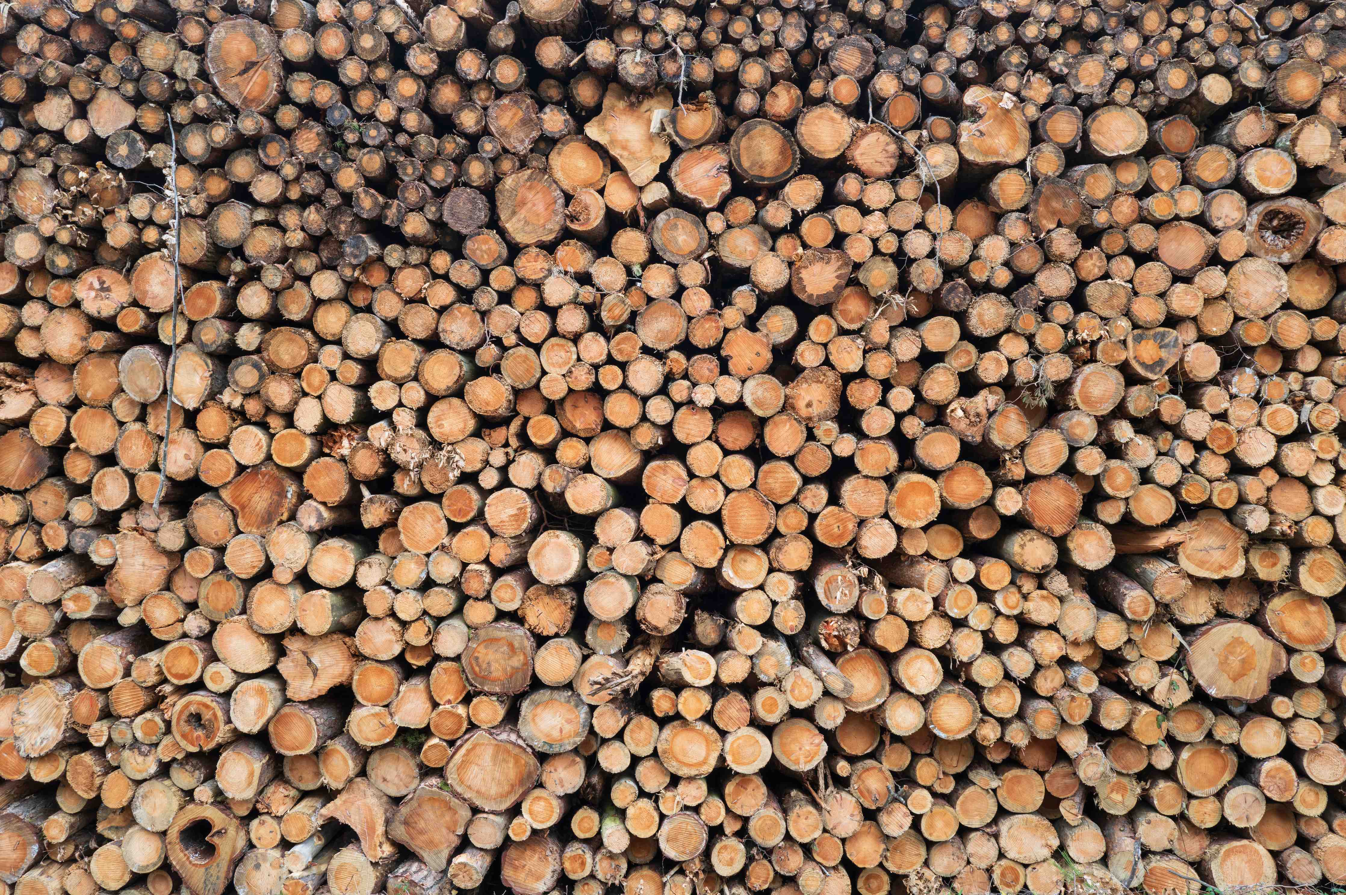 Wandverkleidung Bad-Holzstämme in natürlicher Farbgebung