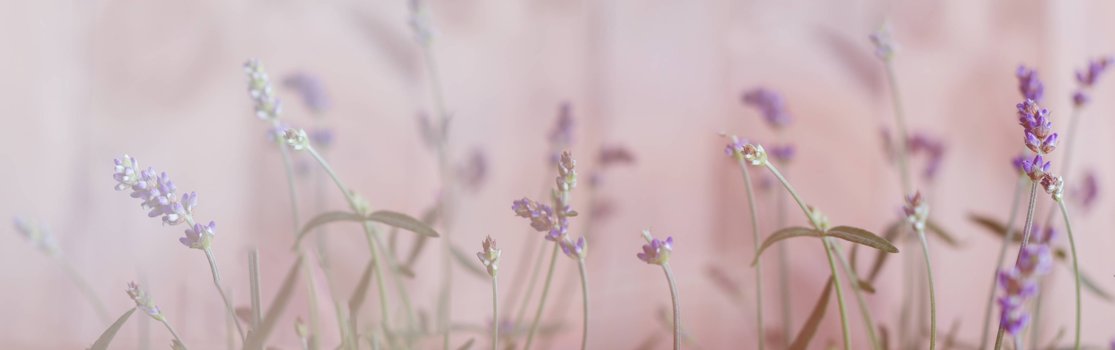 Wandverkleidung Bad-Lavendel