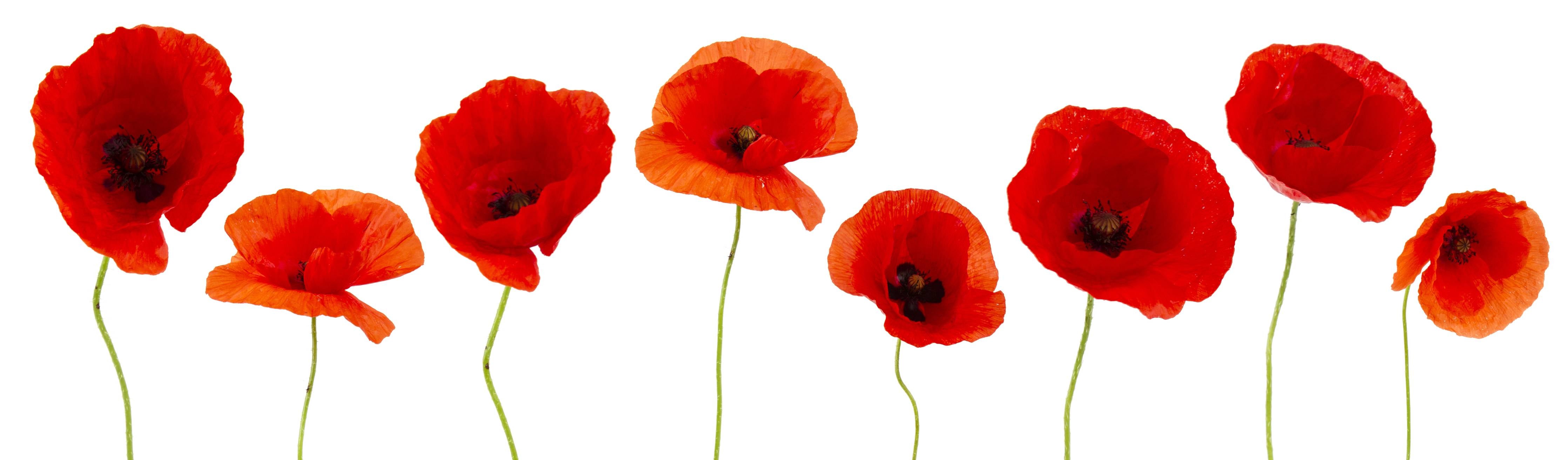 Wandverkleidung Bad-Leuchtende Mohnblumen im Garten