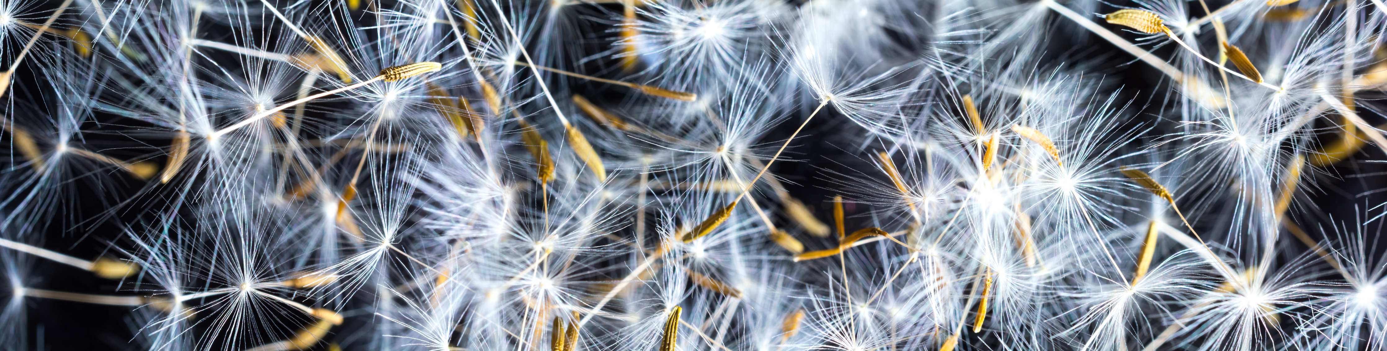 Wandverkleidung Bad-Leuchtende Pusteblumen im Dunkeln